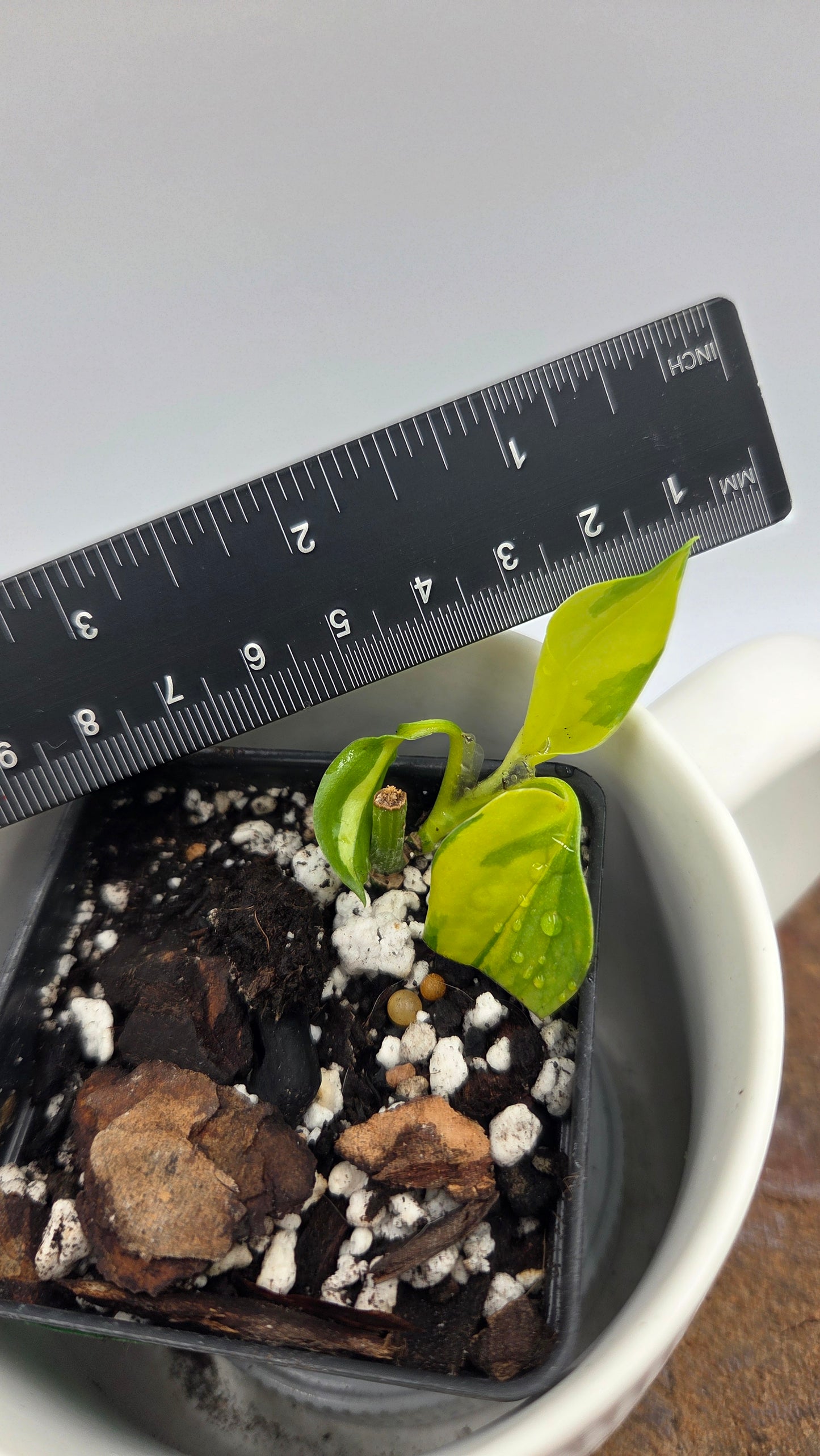 Epipremnum Aureum Neon Joy (EPI-240)