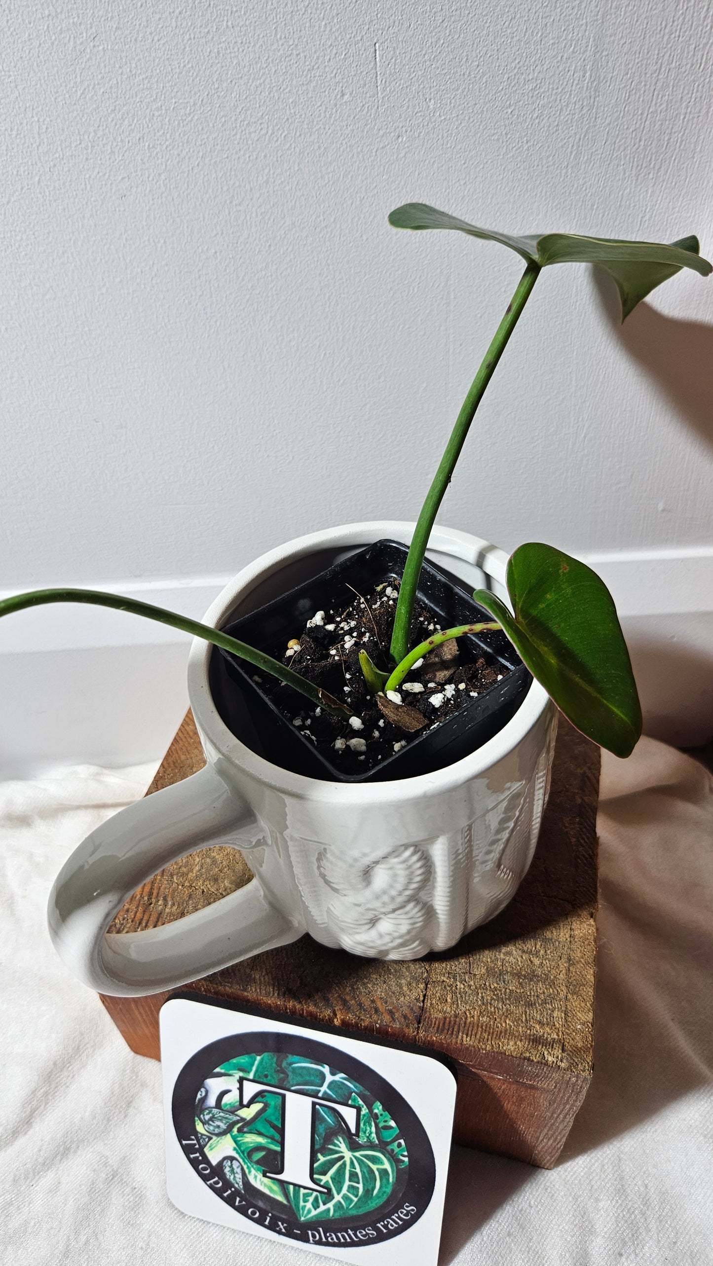 Philodendron Ilsemanii Green (PHI-516)