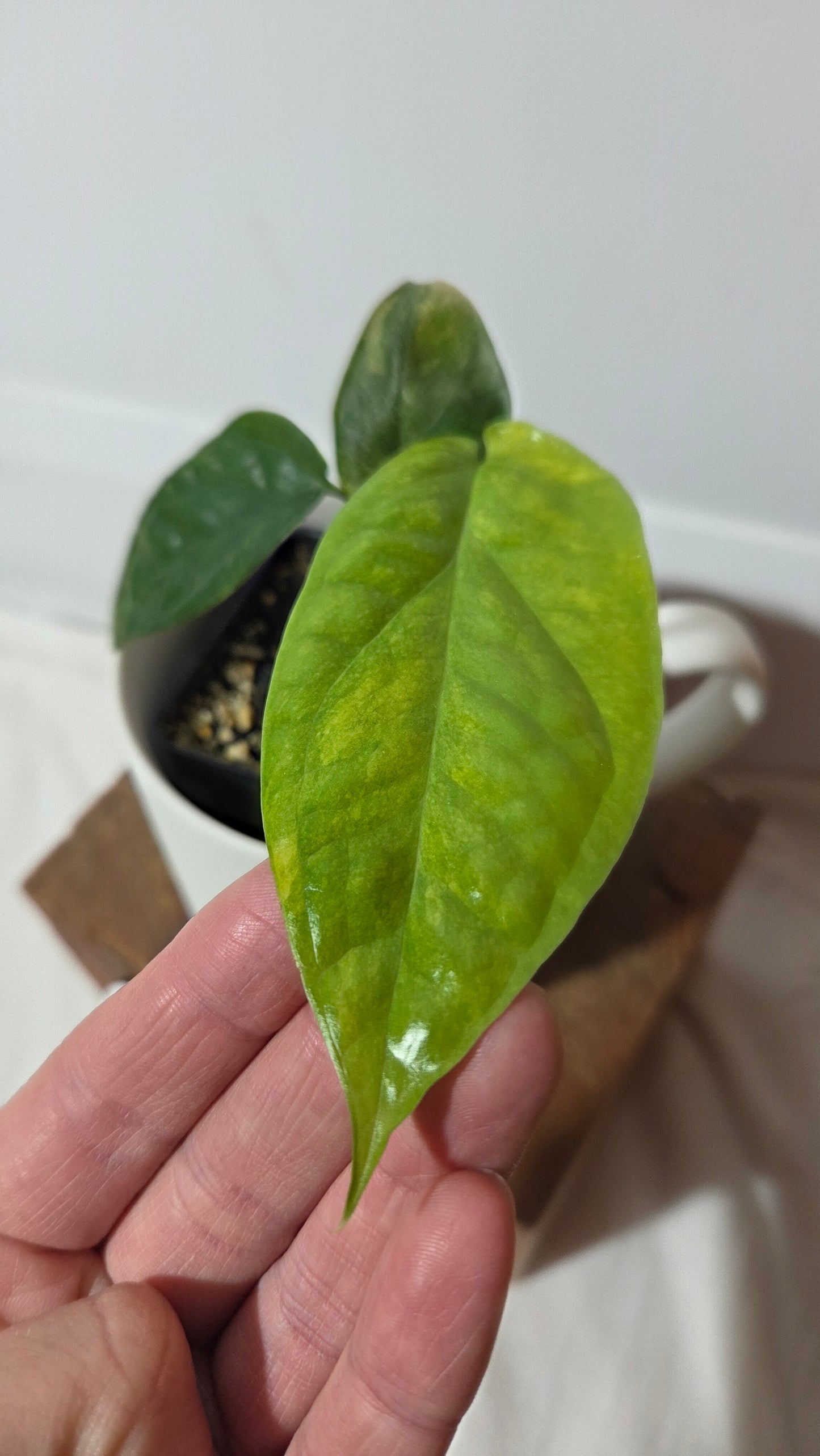 Amydrium Medium Mint (AMY-034)