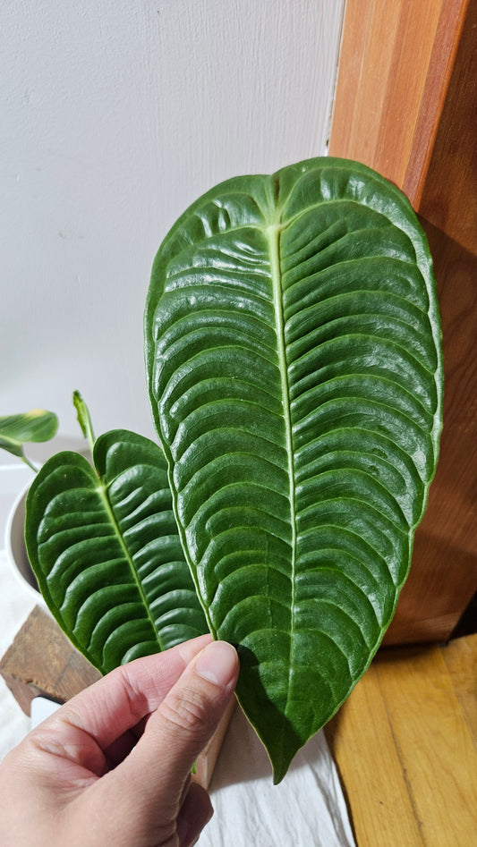 Anthurium Veitchii Super Narrow "format MOYEN" (ANT-608)