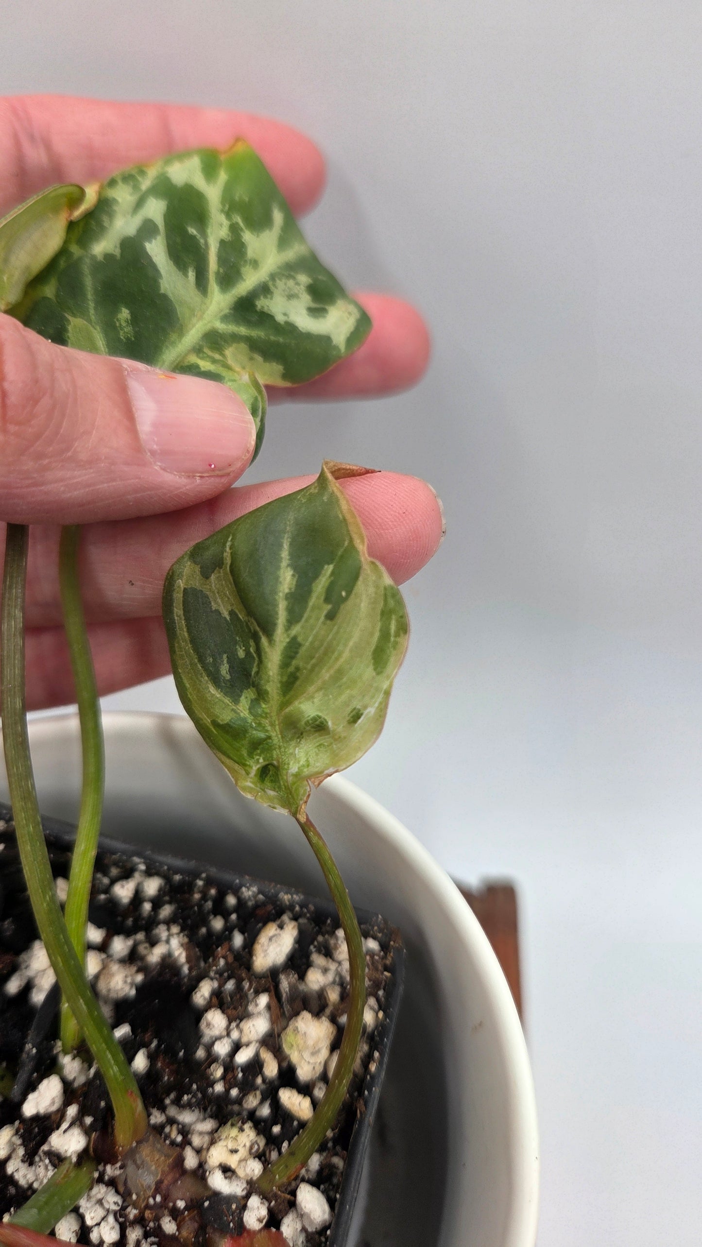 Philodendron Gloriosum "Snow leopard" (PHI-1026)