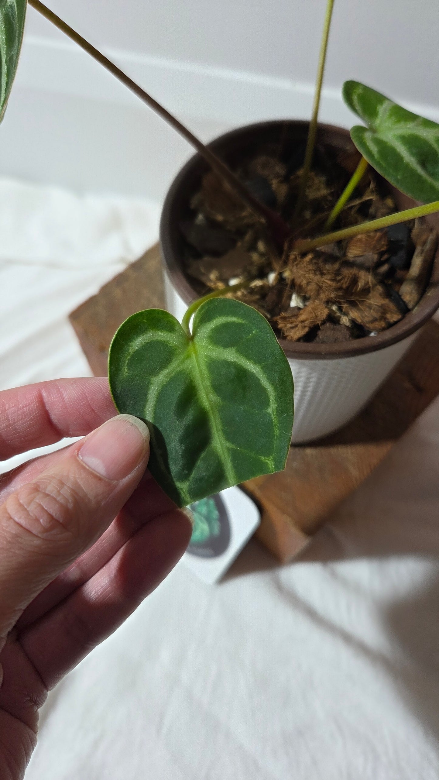 Anthurium Domino Hybrid "format MOYEN" (ANT-658)