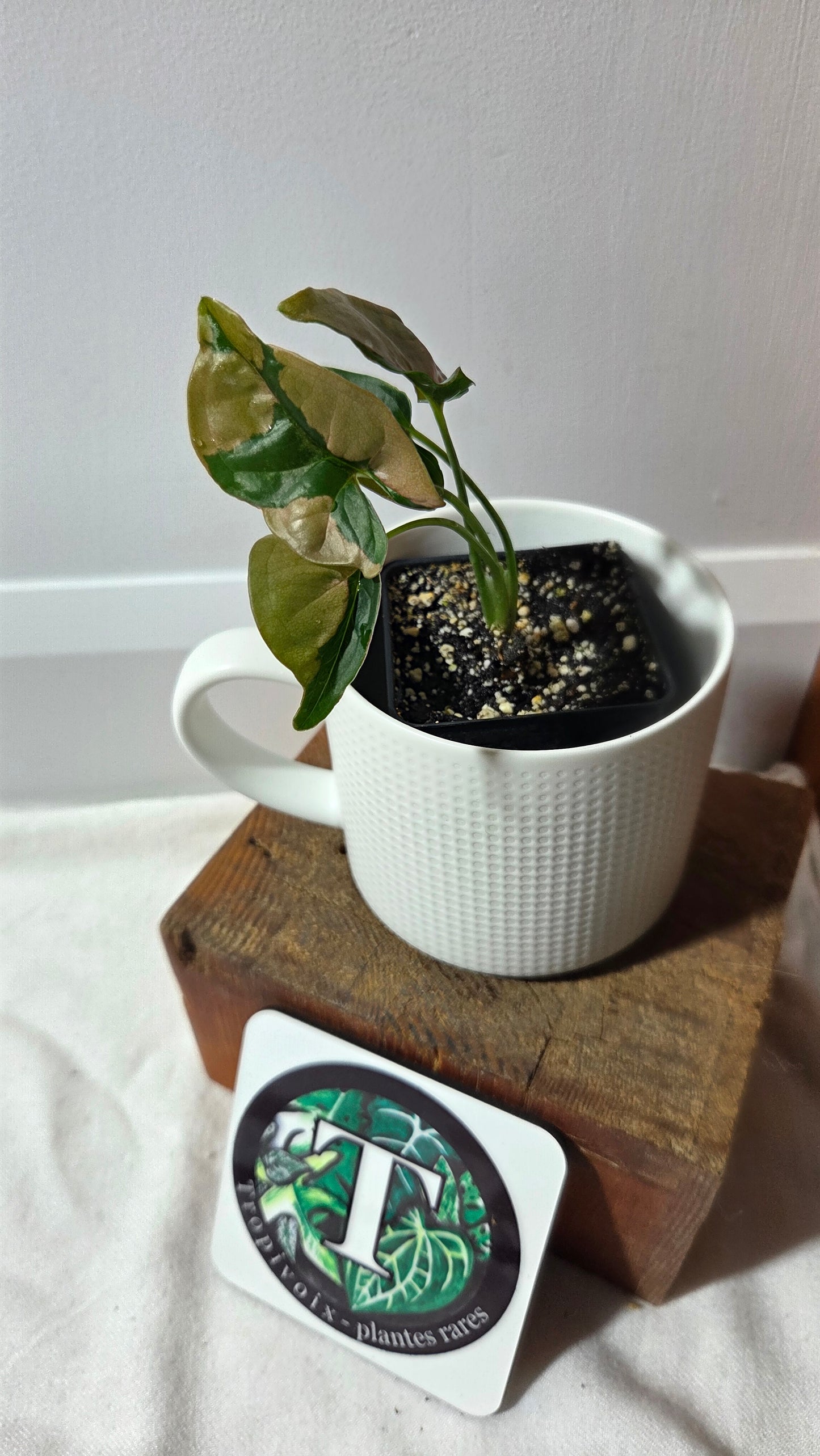 Syngonium Pink Lava (SYN-494)