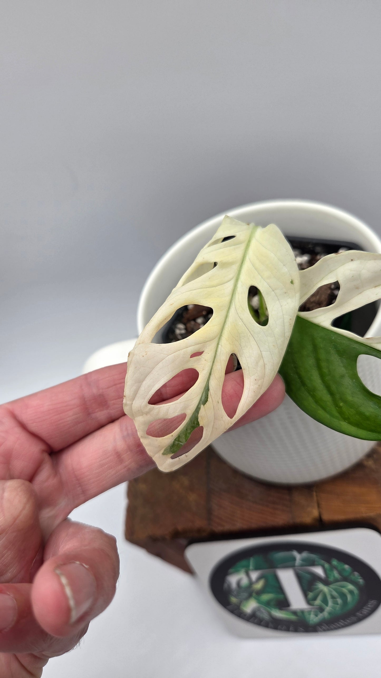 Monstera Andasonii Tricolore (MON-535)