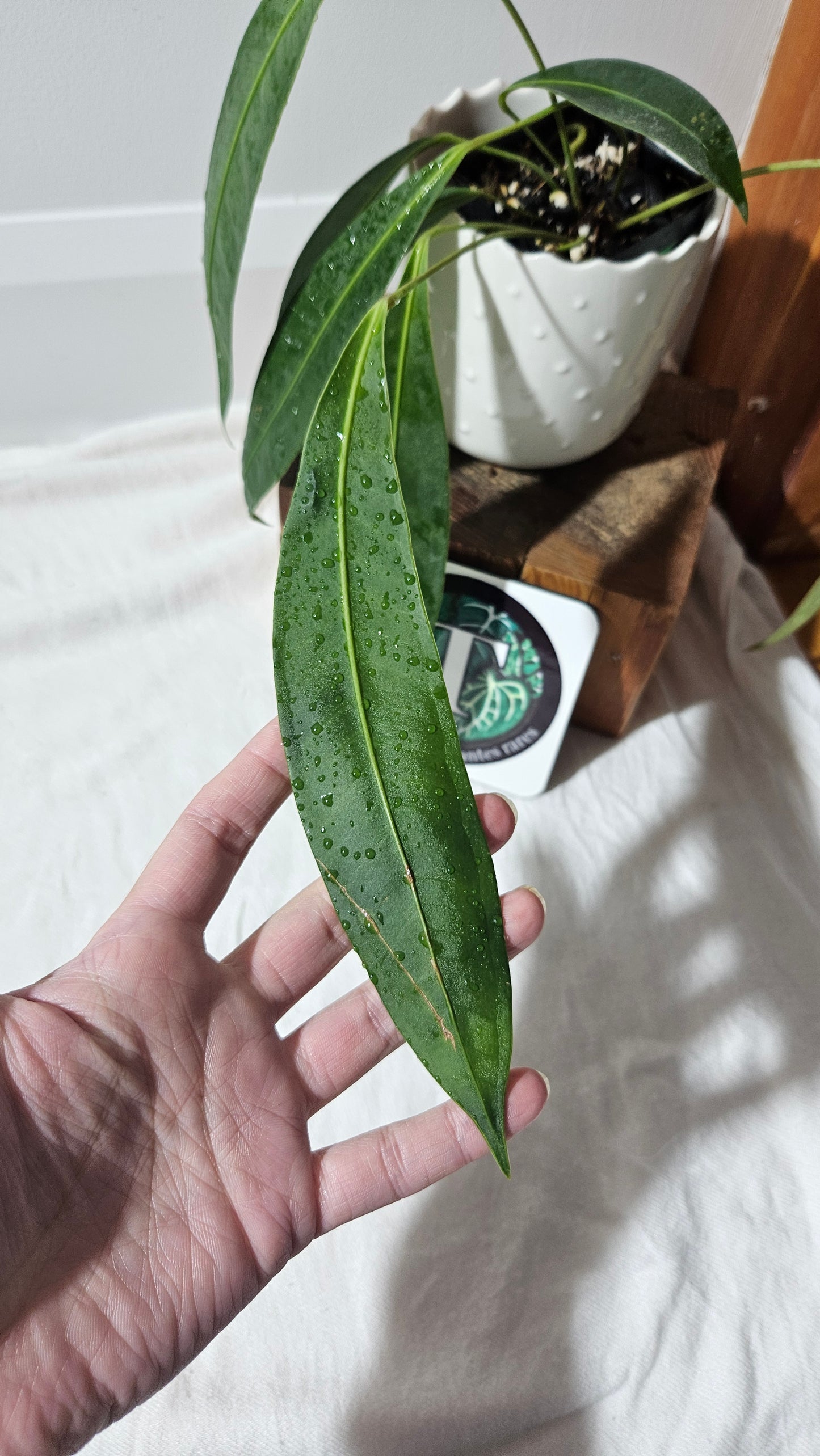 Anthurium Wendlingeri Aff "format MOYEN" (ANT-569)