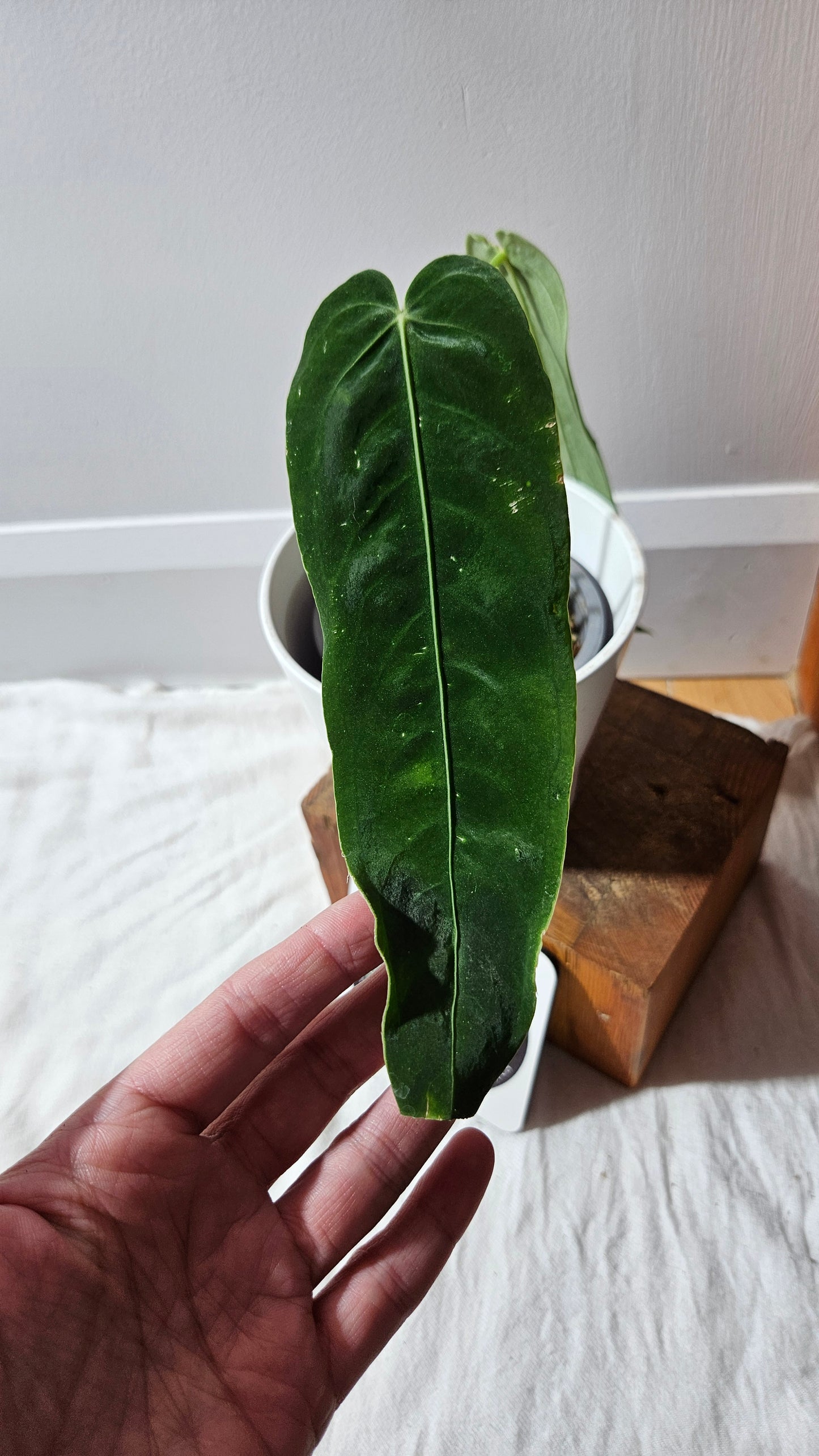 Anthurium Cirinoi X Warocqueanum "format MOYEN" (ANT-625)