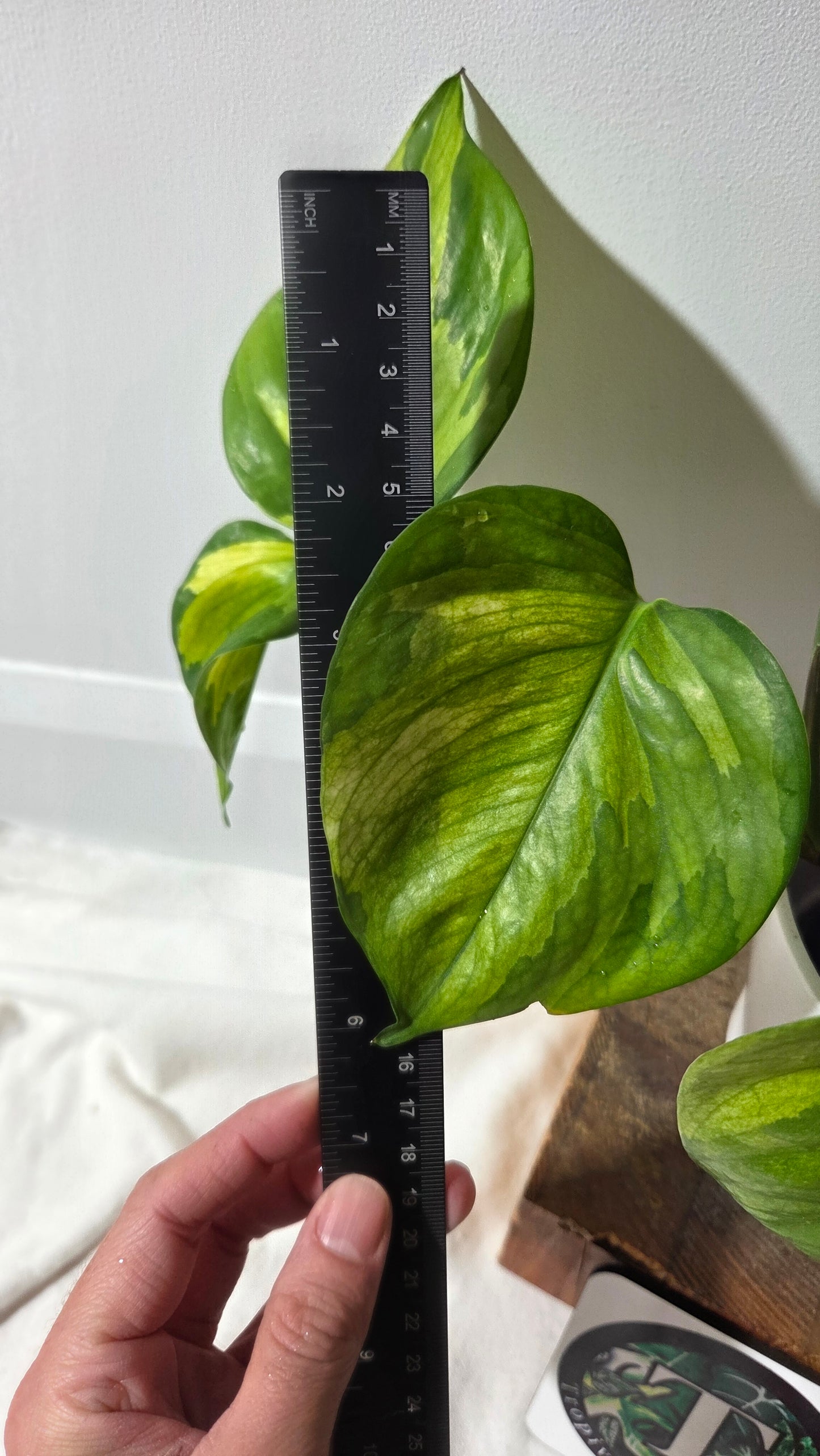 Epipremnum Aureum Manjula yellow/Olivia/Mint (EPI-237)