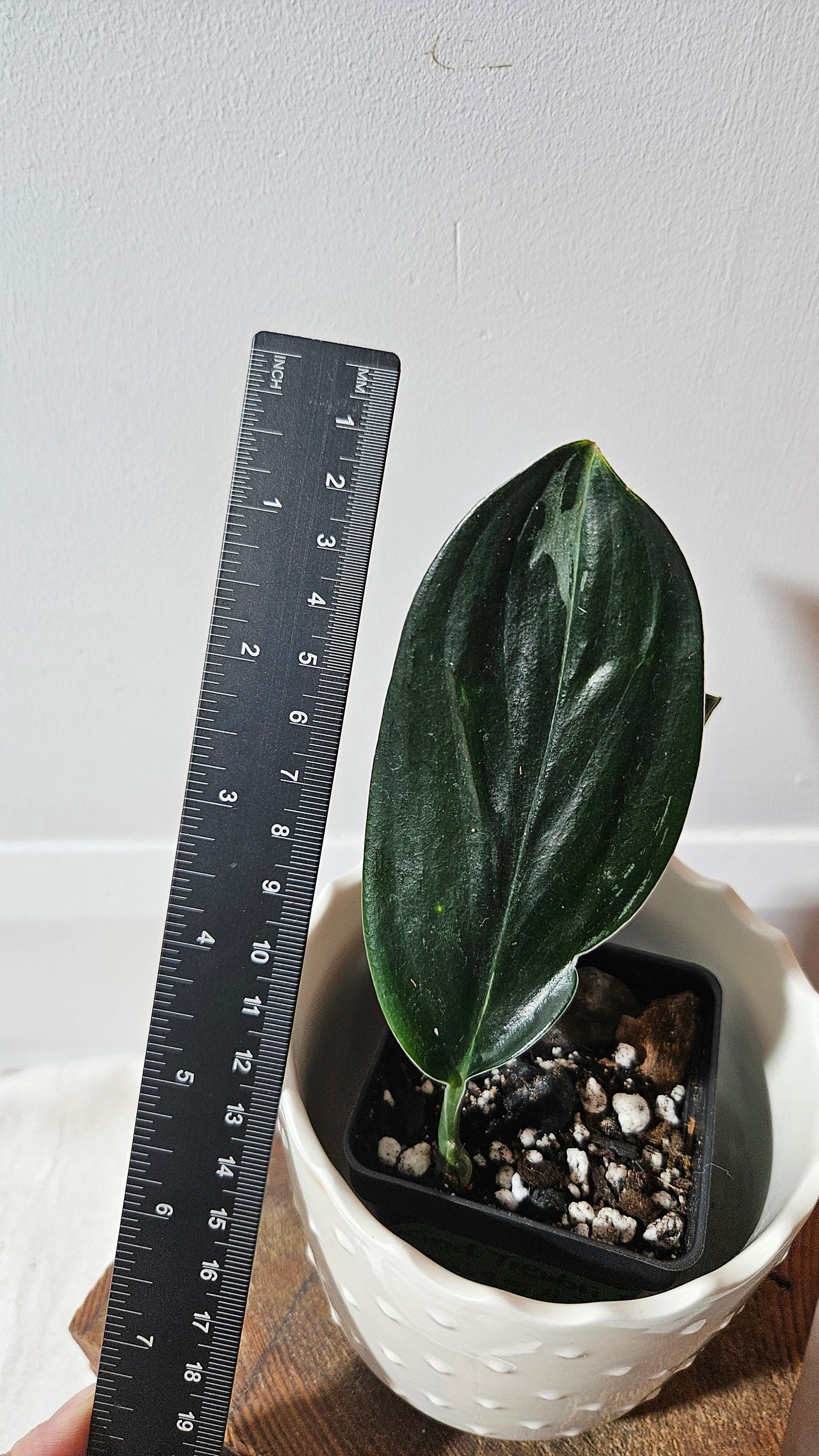 Scindapsus Treubii Dark Form silver (SCI-1012)