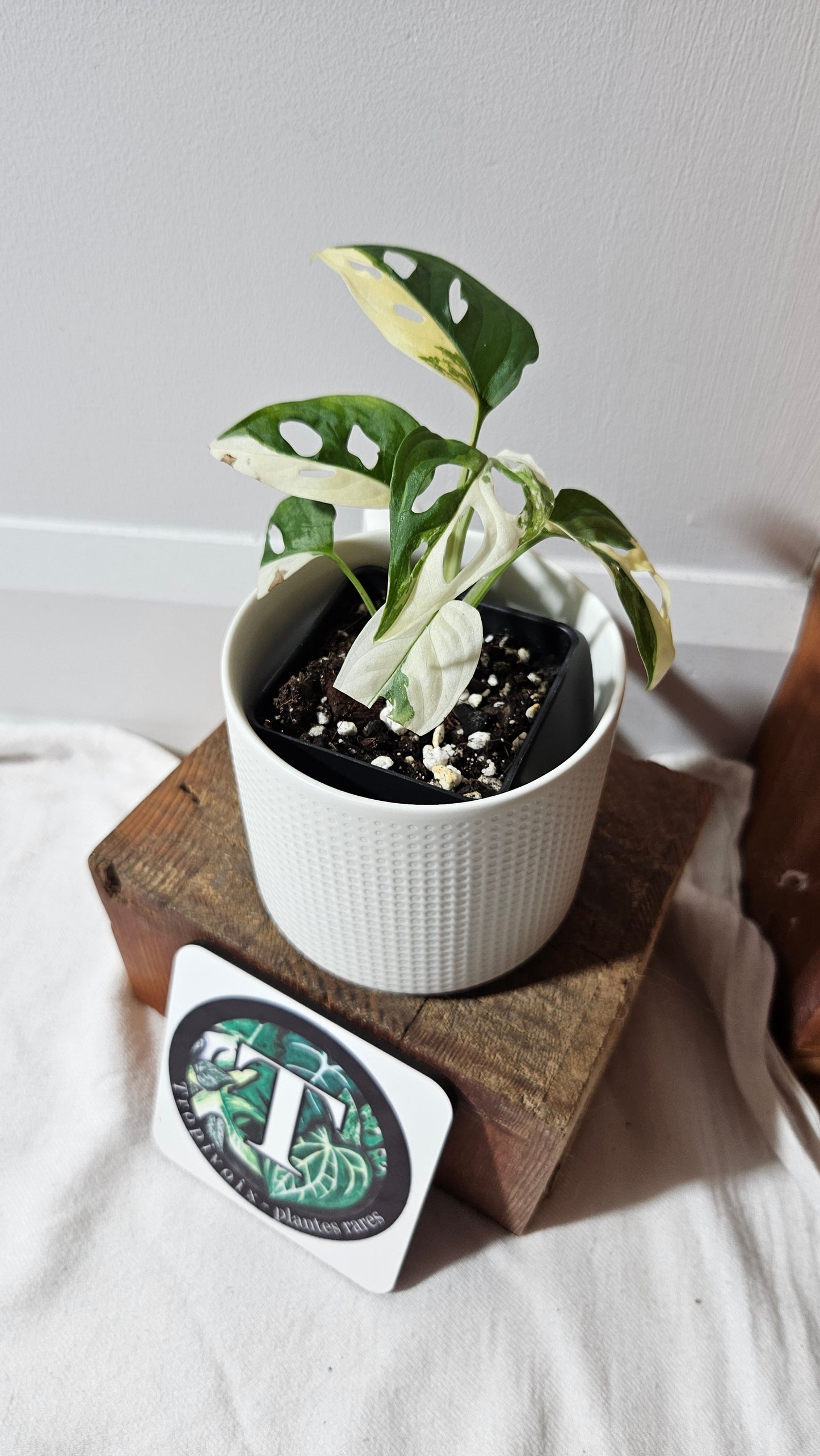 Monstera Andasonii Tricolore (MON-480)