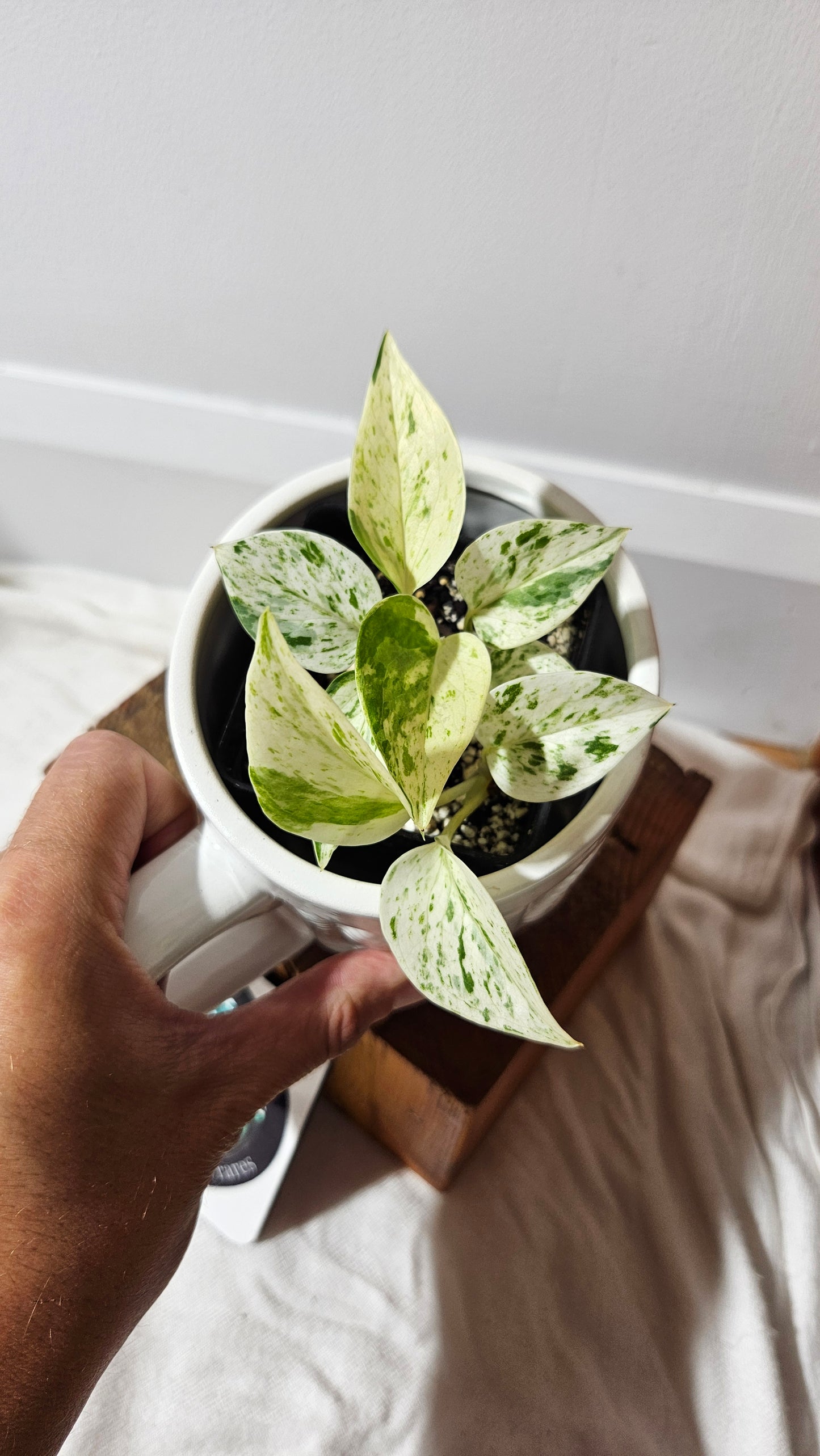 Epipremnum Aureum Marble Queen "version Snow Queen" (EPI-177)