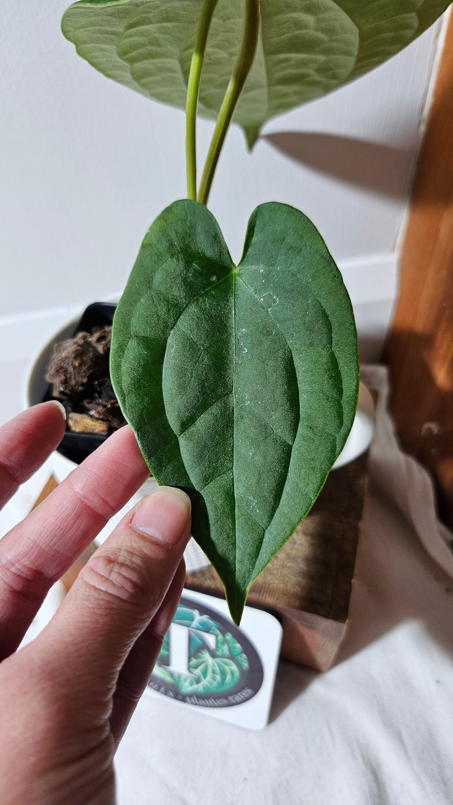 Anthurium Forgetti X Luxurians "format MOYEN" (ANT-634)