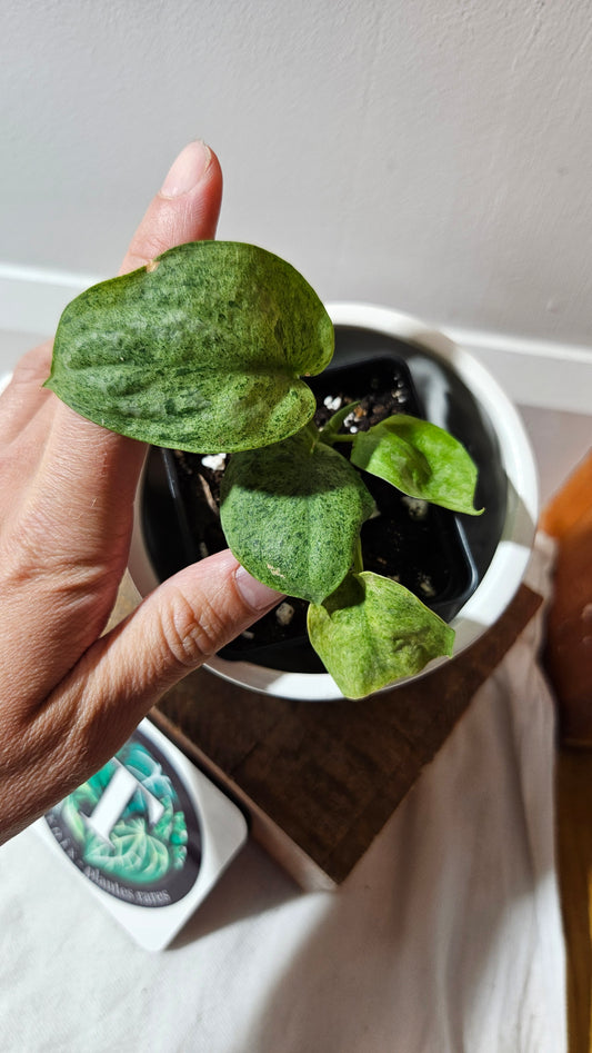 Scindapsus Mojito (SCI-1174)