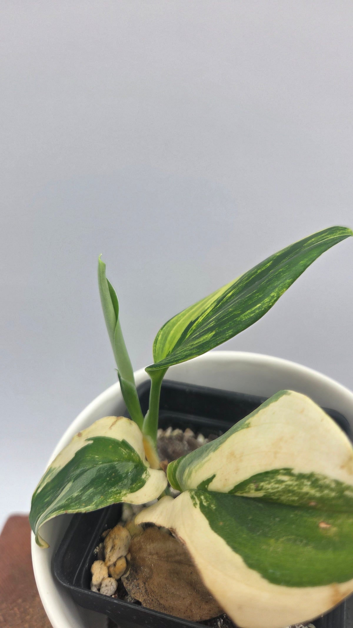 Scindapsus Rubicon (SCI-1528)