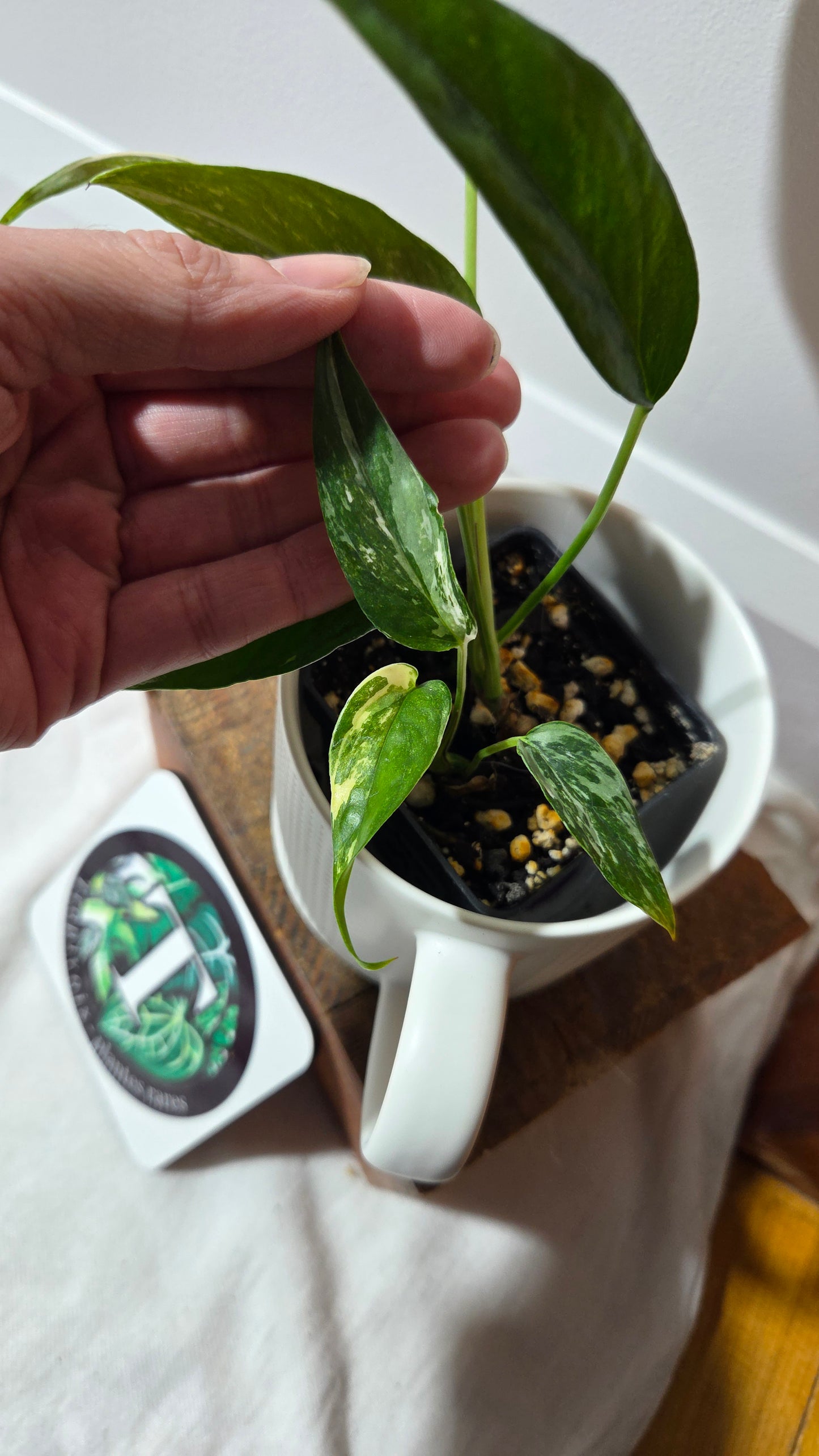 Epipremnum pinnatum Albo (EPI-195)