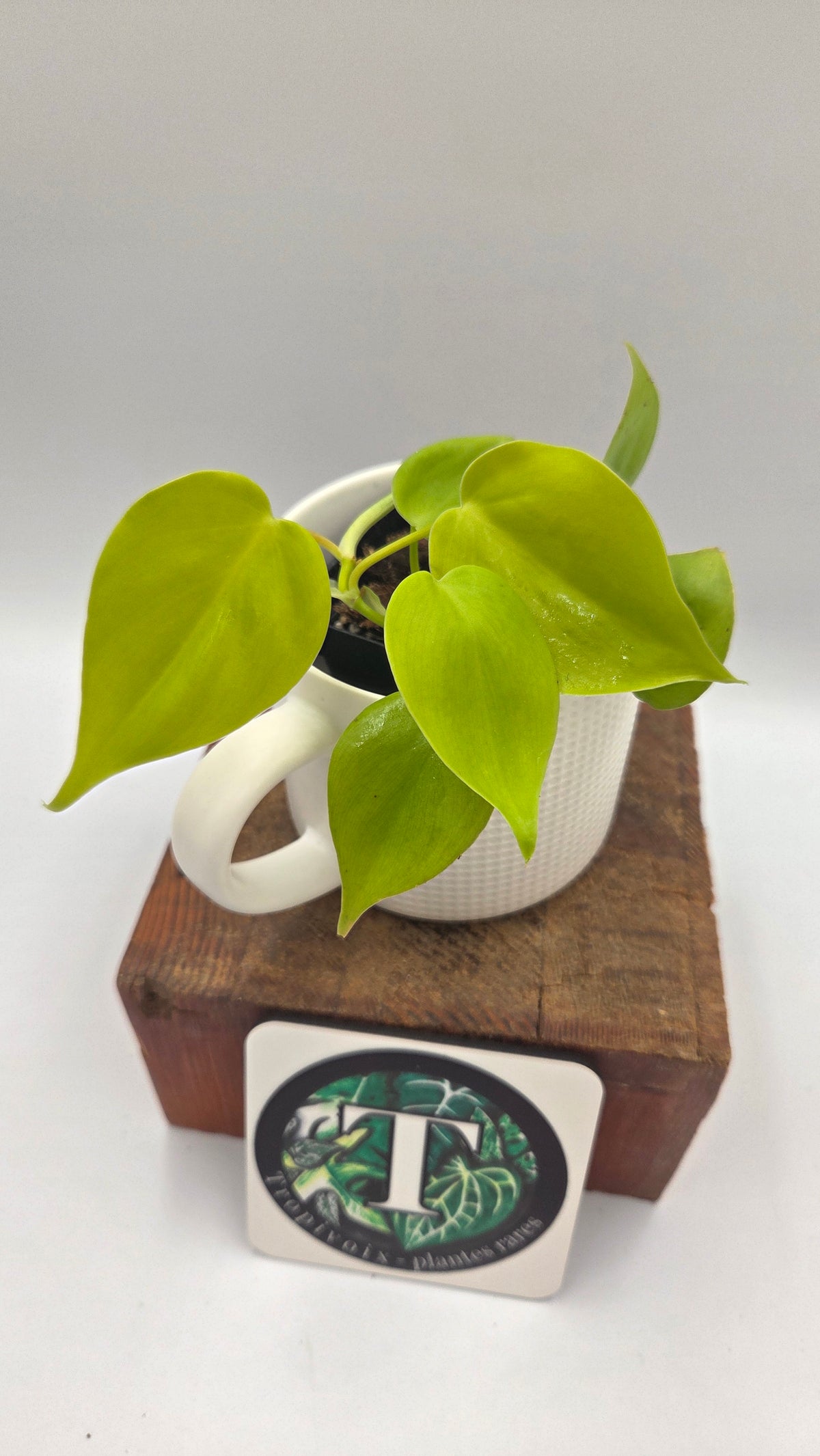 Philodendron Hederaceum Lemon lime (PHI-1103)