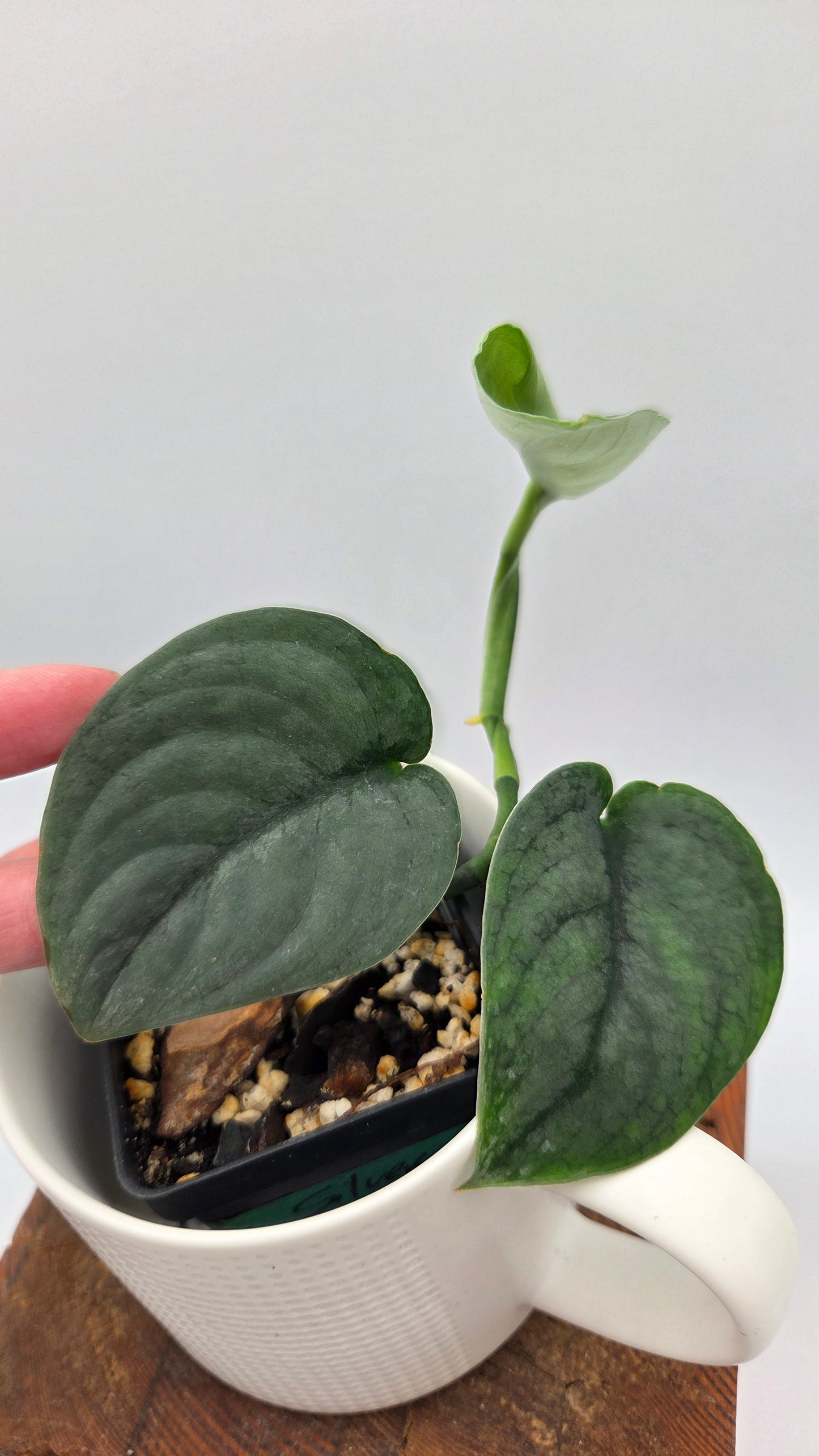Scindapsus Silver Dragon (SCI-951)