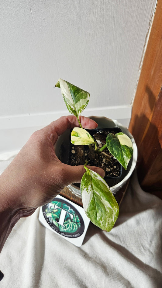 Monstera Lechleriana Albo (MON-399)