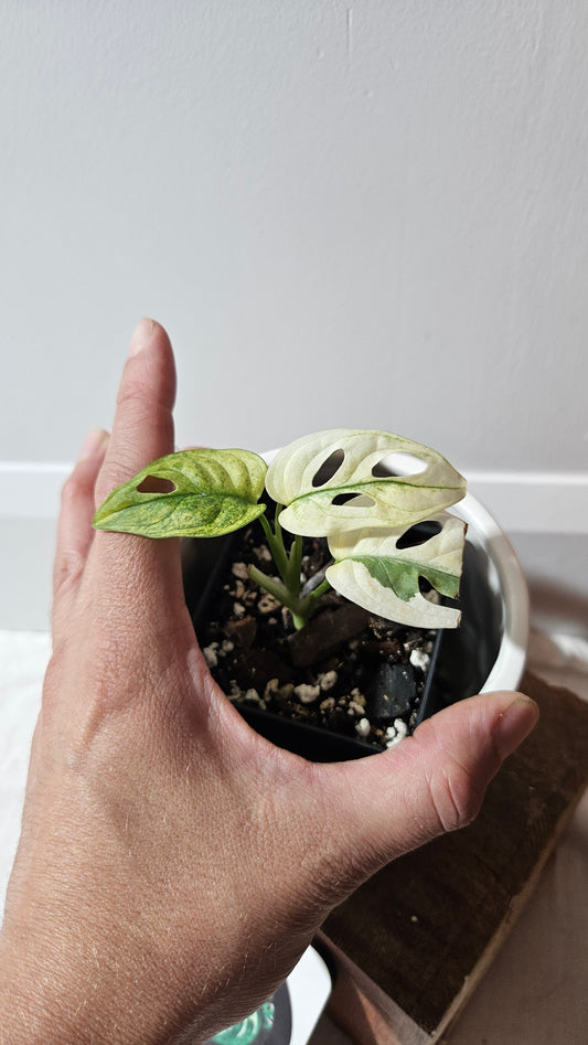 Monstera Andasonii Archipelago Ghost (MON-468)