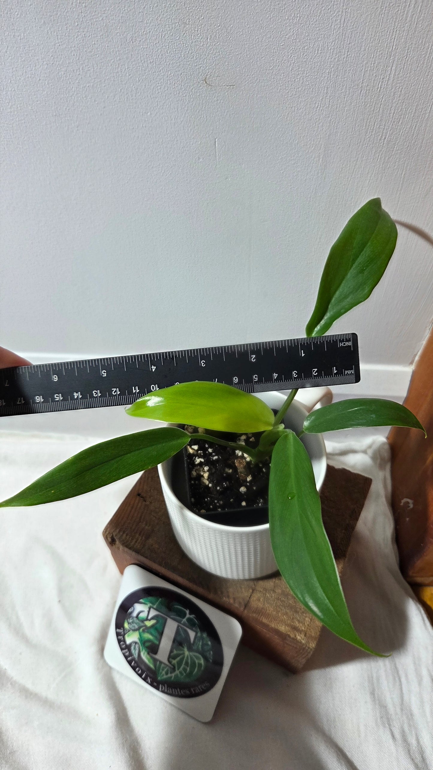 Philodendron Tripartitum (PHI-972)