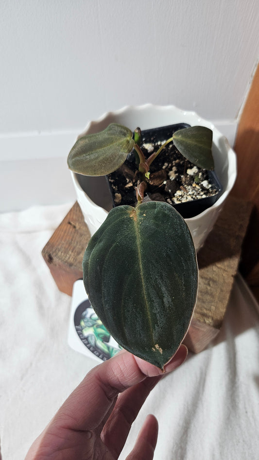 Philodendron Gigas (PHI-776)