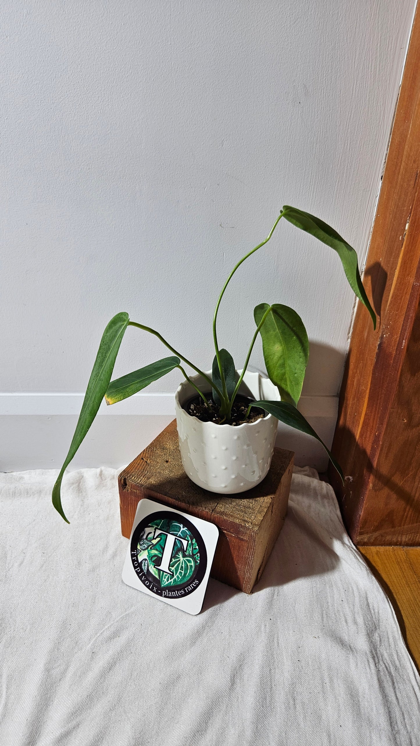 Anthurium Cirinoi aff Black Velvet "format MOYEN"(ANT-485)