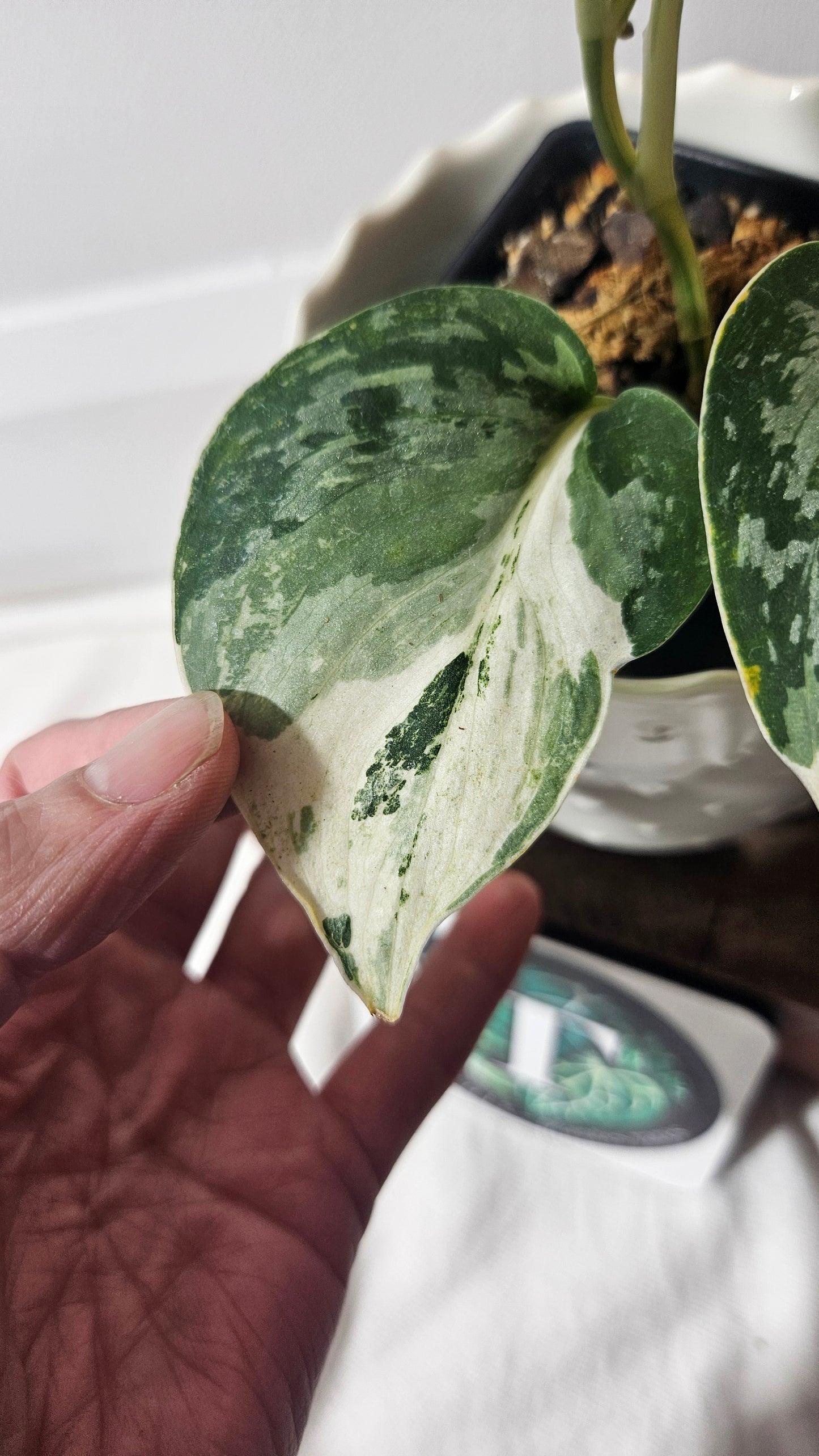 Scindapsus Exotica Salaka Variegata (SCI-960)