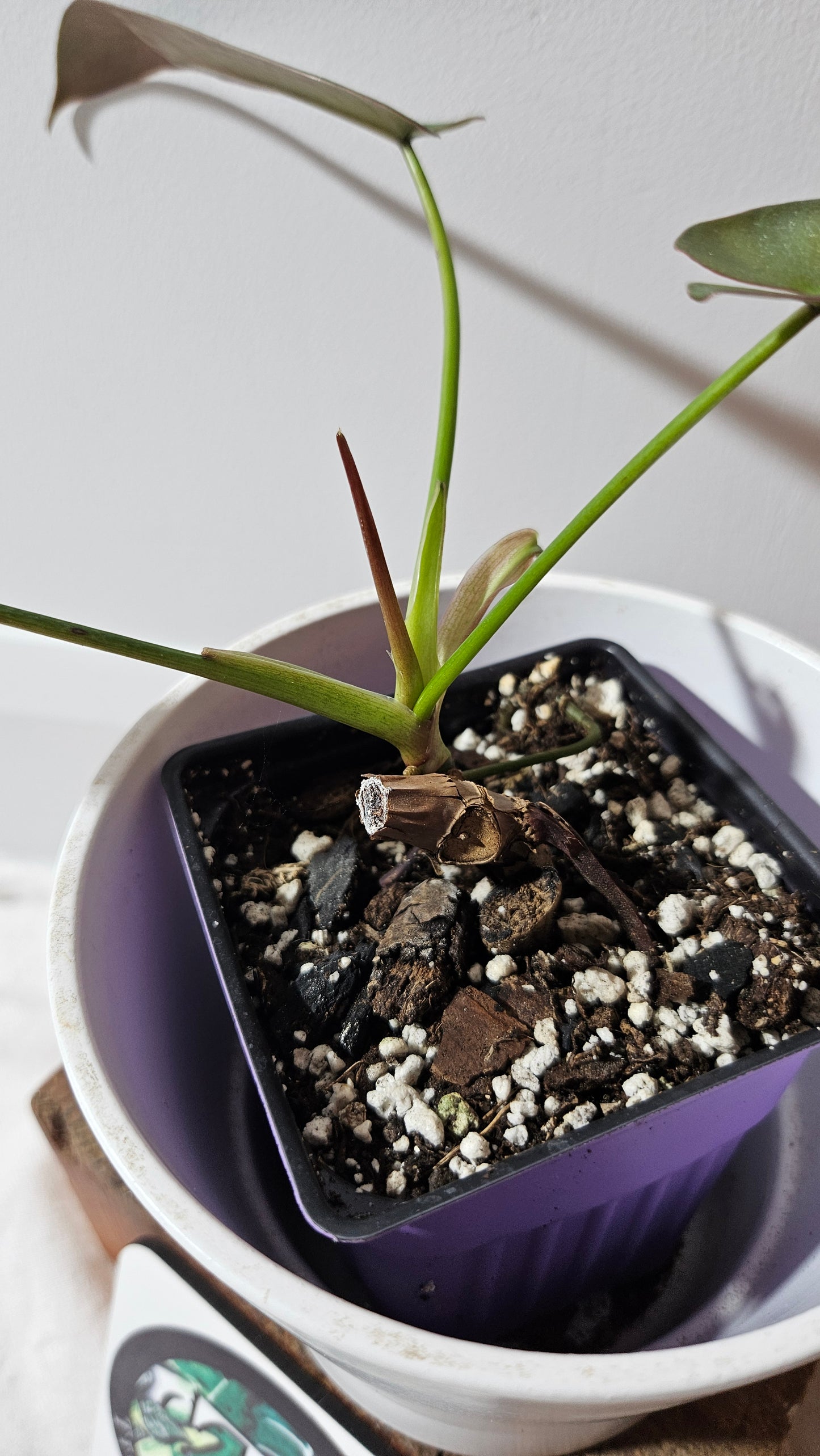 Philodendron Atabenpoense (PHI-943)