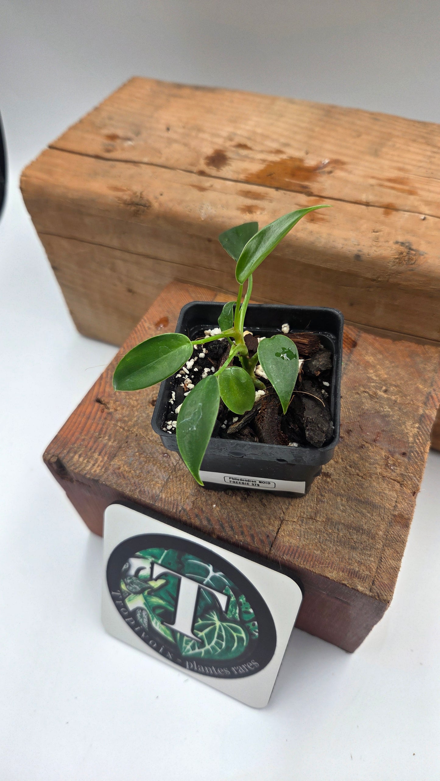 "FREEBIE 227" (with purchase of $40 before taxes) Philodendron NOID 1 FREEBIE /PERSON