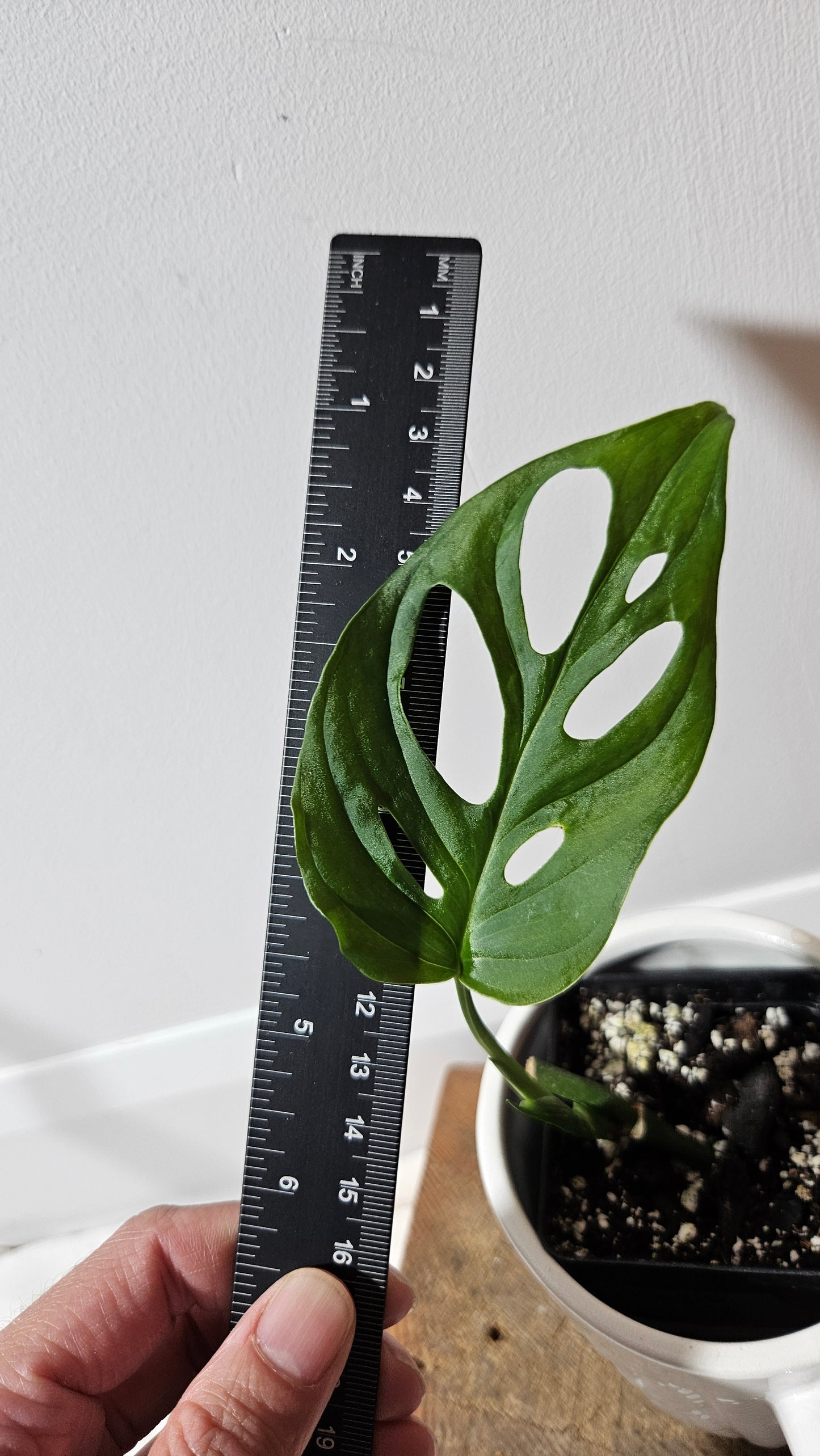 Monstera Obliqua Aff Cenepa (MON-188)