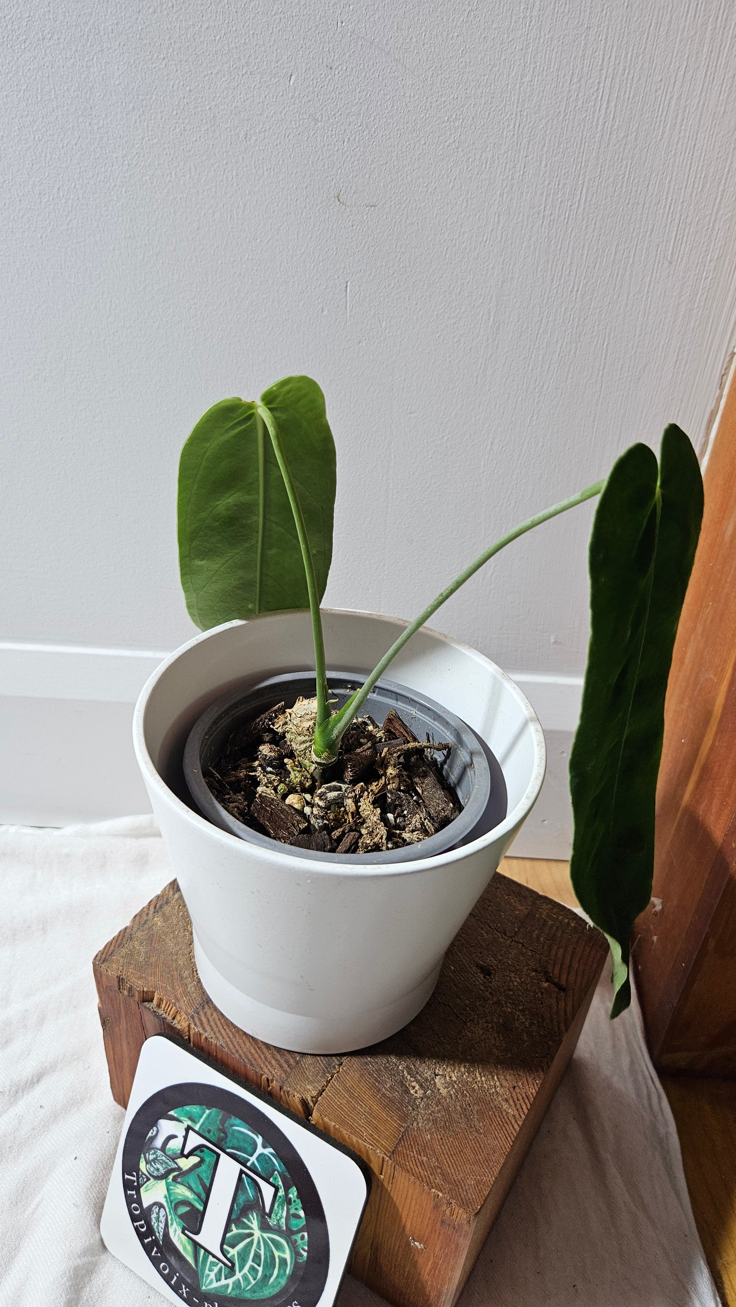 Anthurium Cirinoi X Warocqueanum "format MOYEN" (ANT-625)