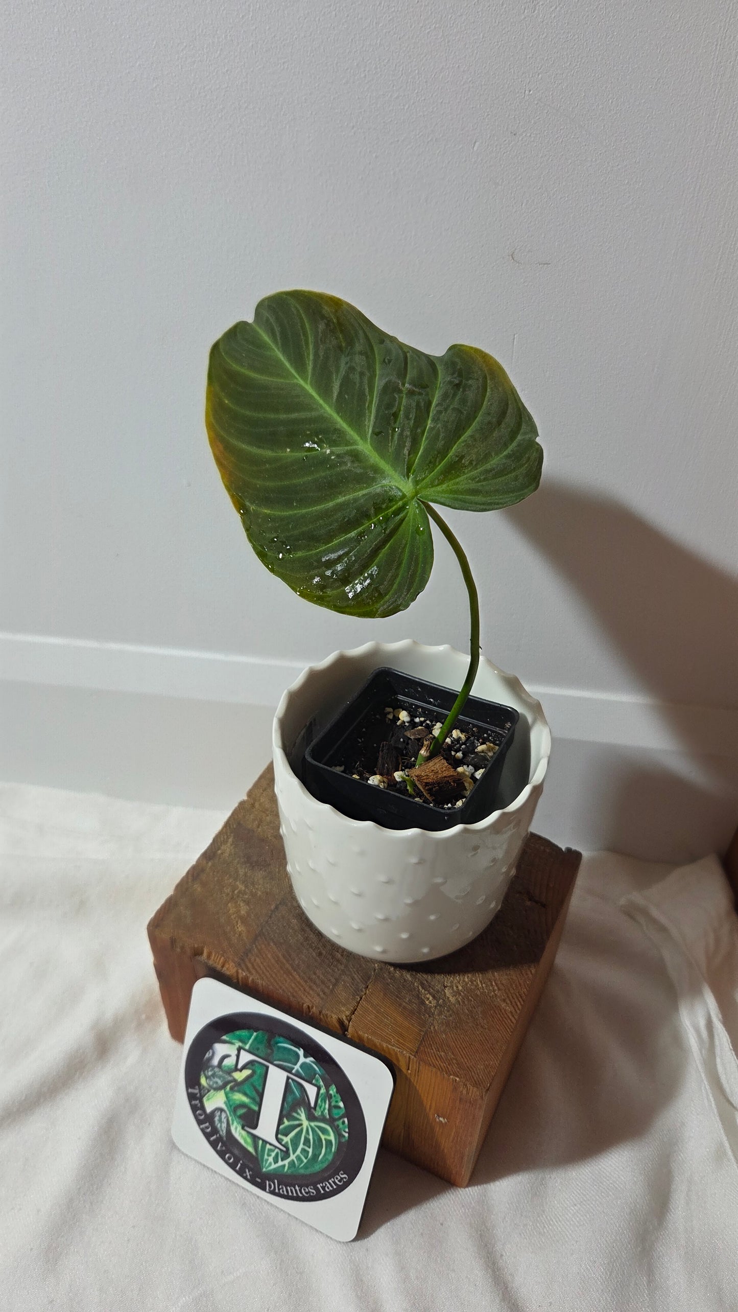 Philodendron Splendide (PHI-1007)