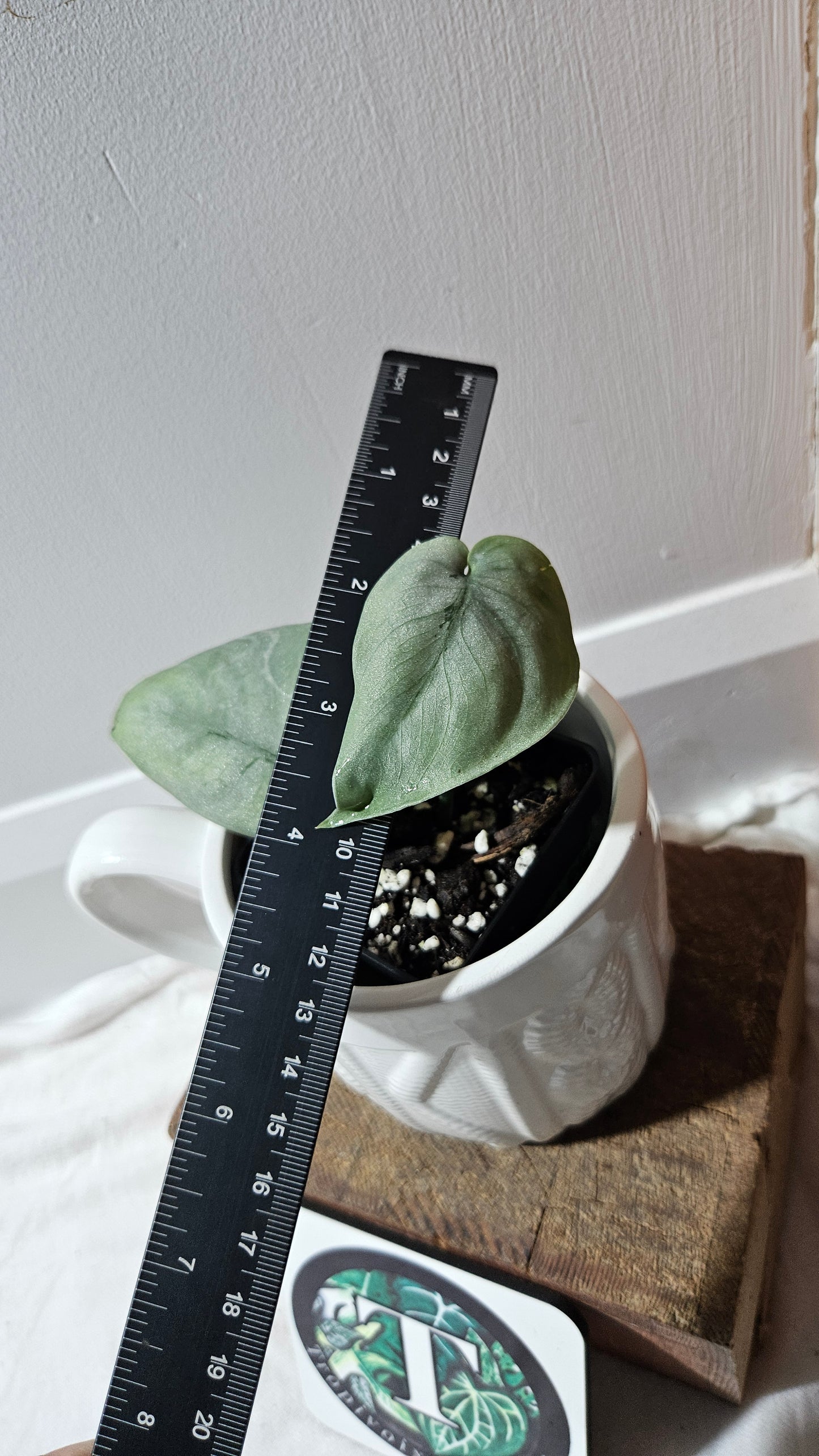 Scindapsus Platinum (SCI-1143)