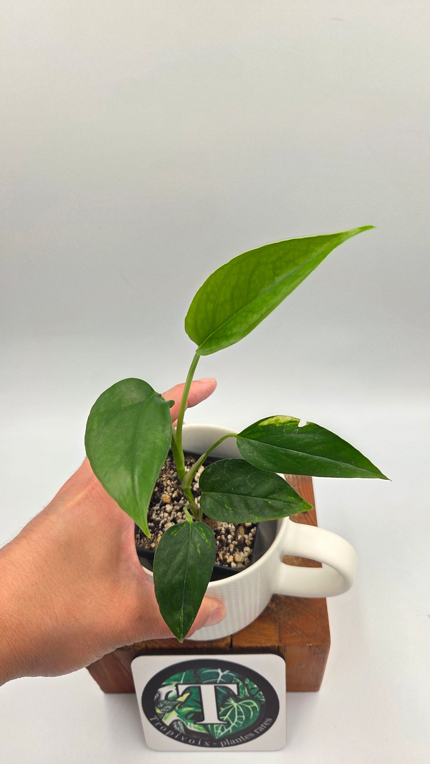 Epipremnum pinnatum Yellow Sunrise (EPI-243)