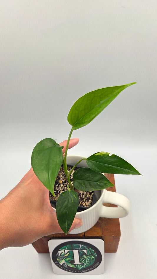 Epipremnum pinnatum Yellow Sunrise (EPI-243)