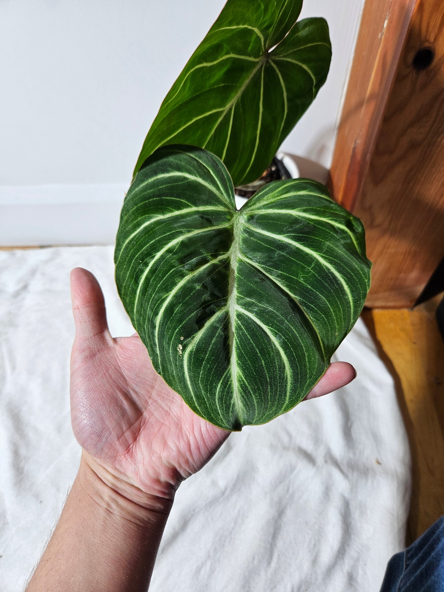 Philodendron Gloriosum Pink (PHI-408)