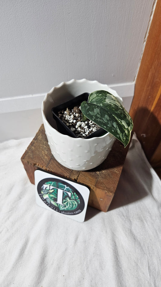Scindapsus Exotica Salaka Variegata (SCI-749)