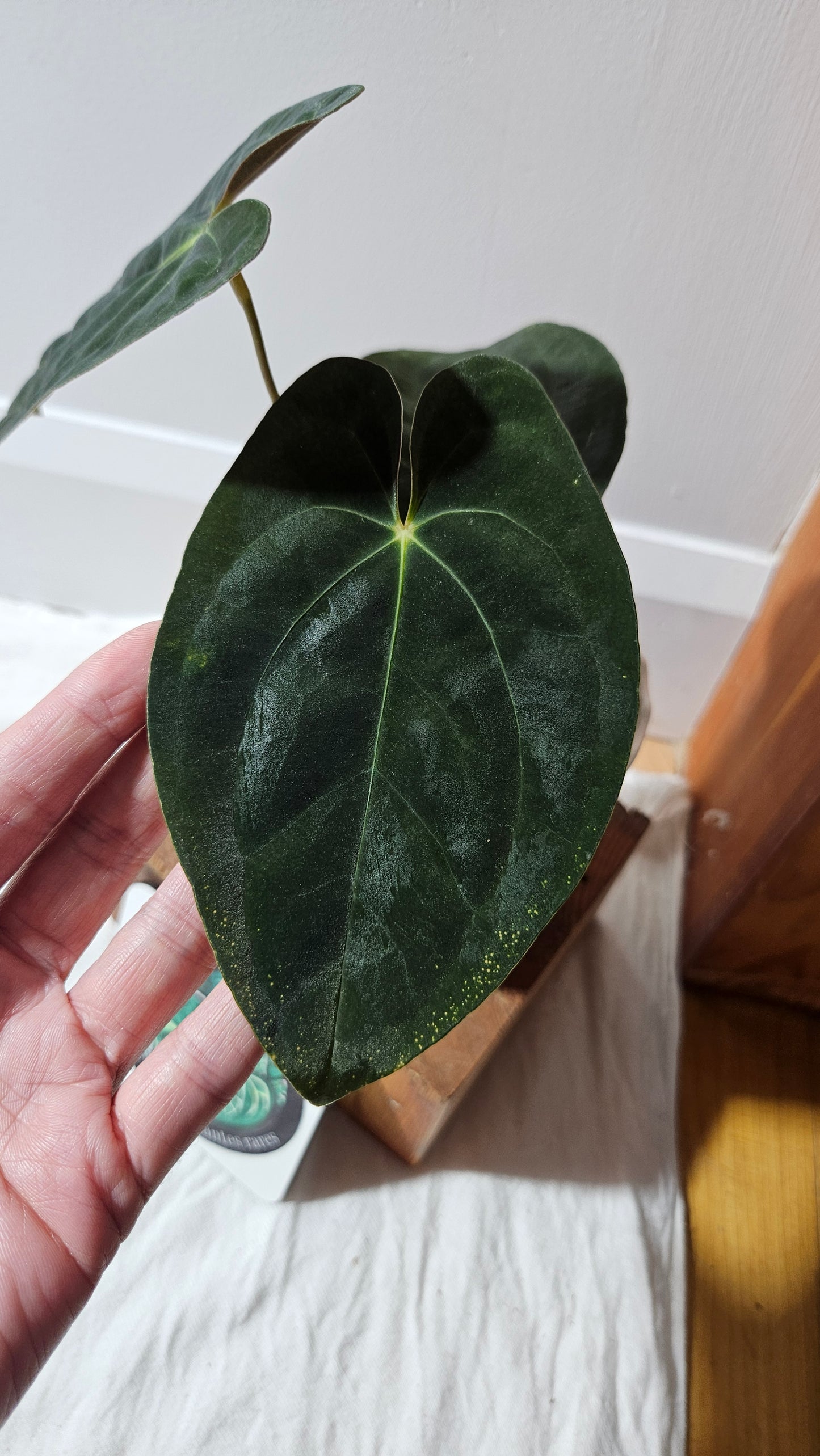 Anthurium  Papillilaminum (d'équateur) "format MOYEN" (ANT-611)