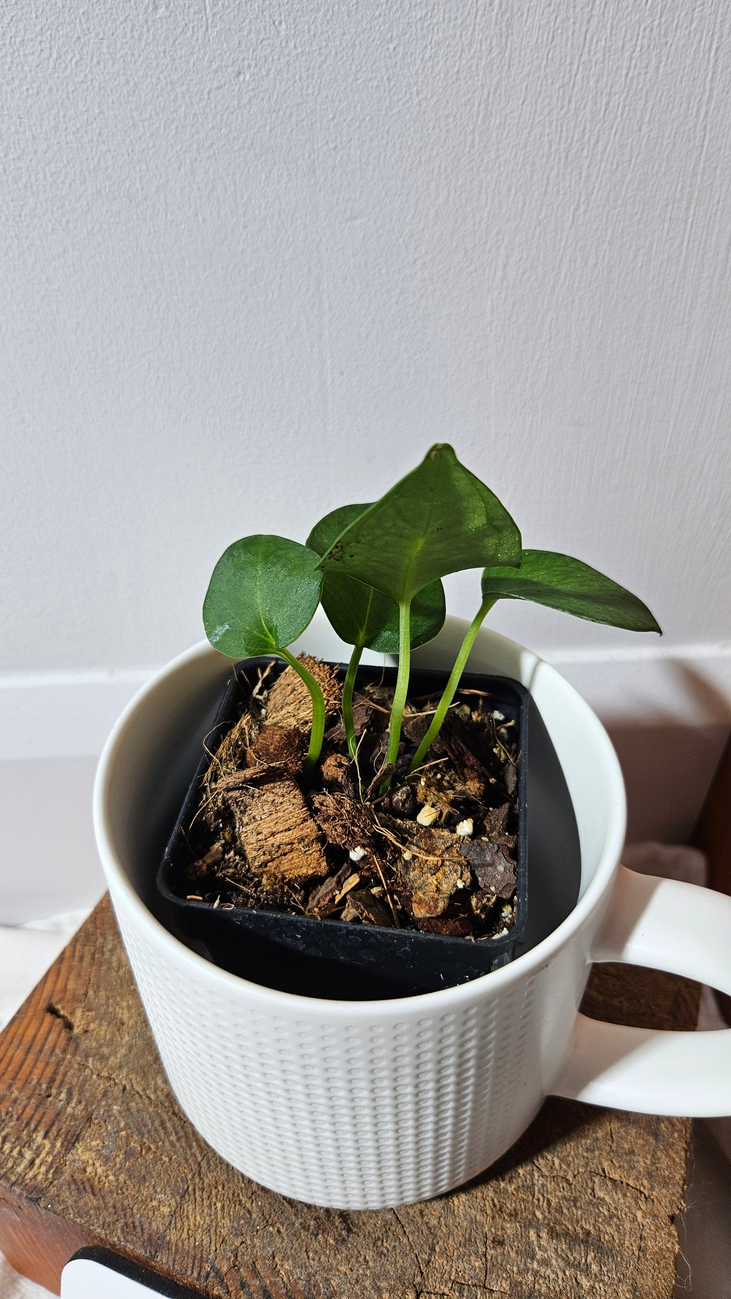 Anthurium Villenaorum X Warocqueanum  "format PETIT"(ANT-642)