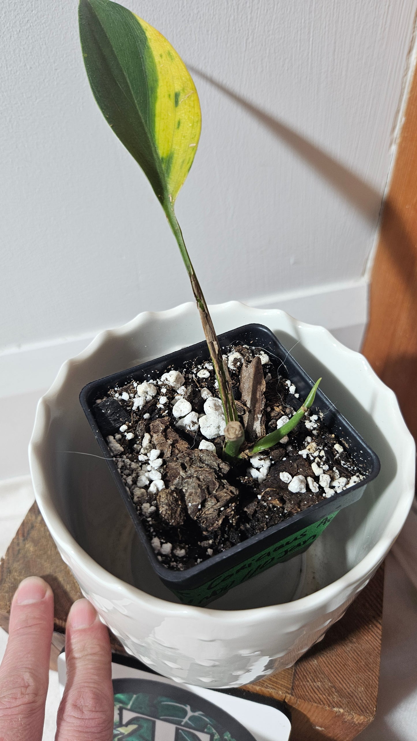 Scindapsus Coriaceus Aurea(SCI-784)