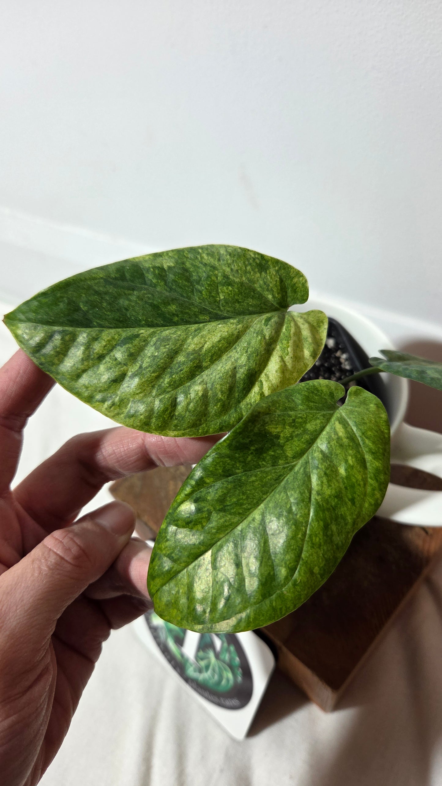 Amydrium Medium Mint (AMY-033)