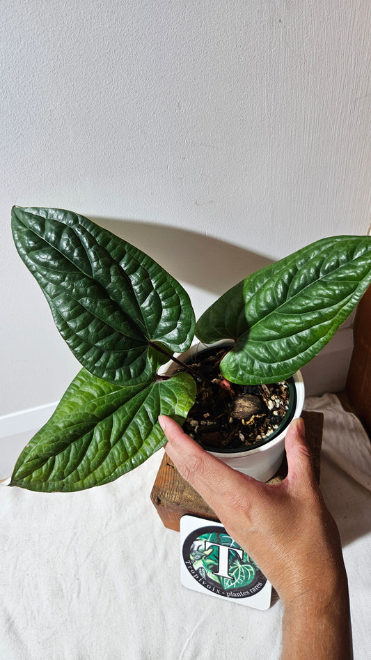 Anthurium Radican "format LARGE" (ANT-497)