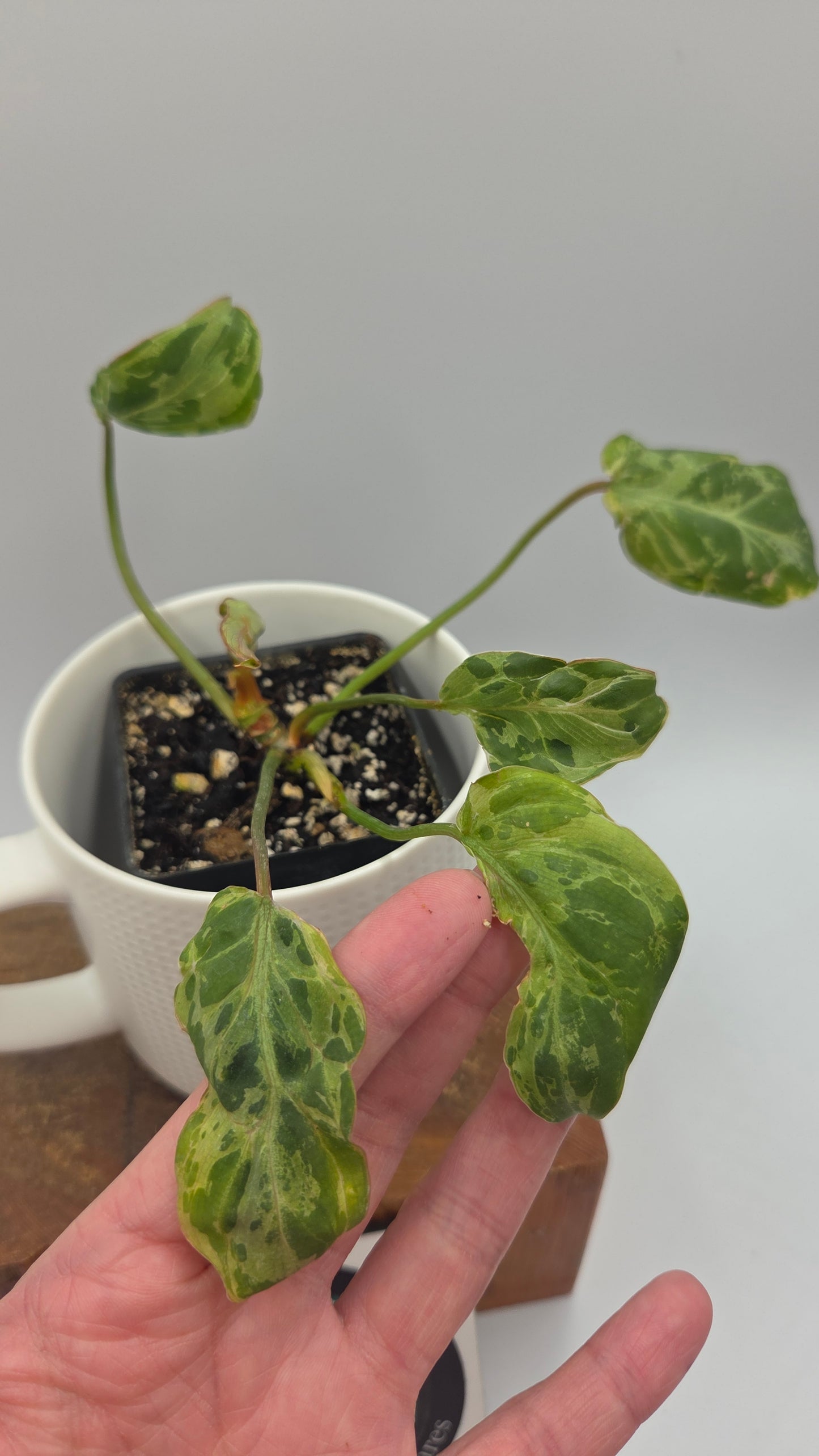 Philodendron Gloriosum "Snow leopard" (PHI-1027)