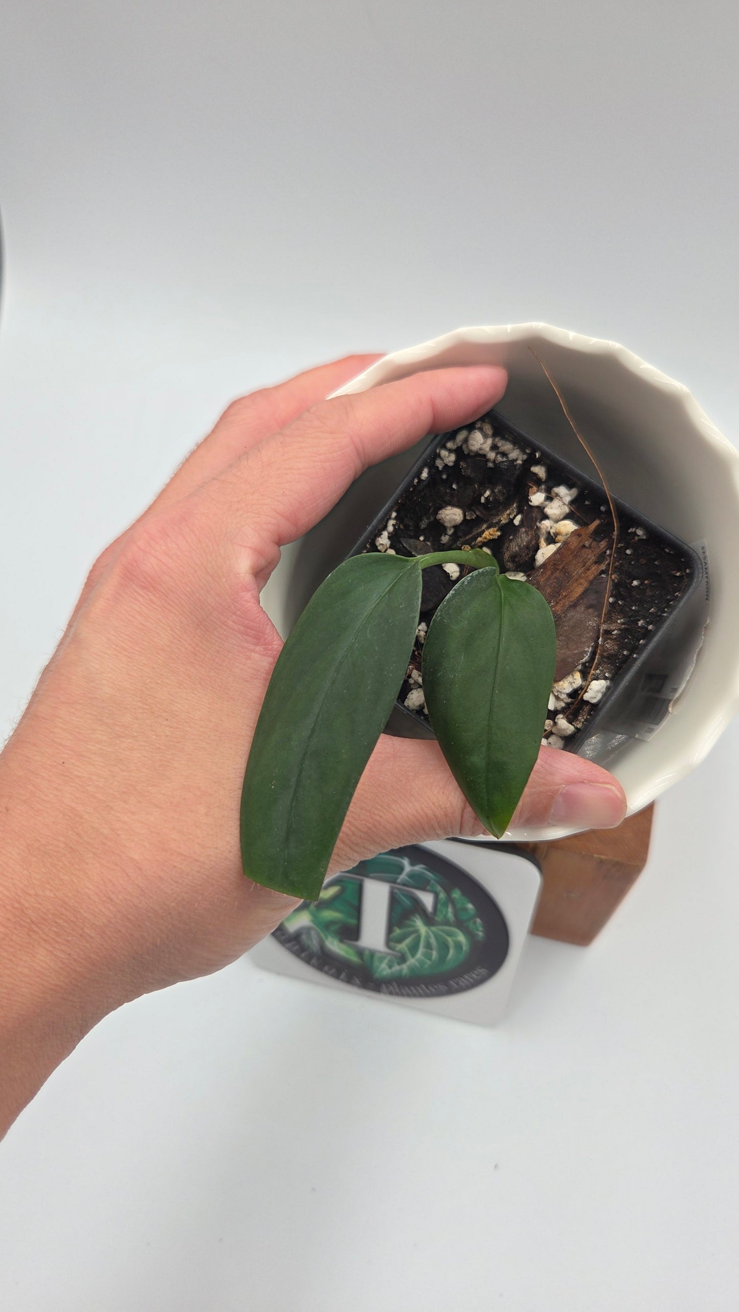 Monstera Obliqua Aff Black (MON-554)
