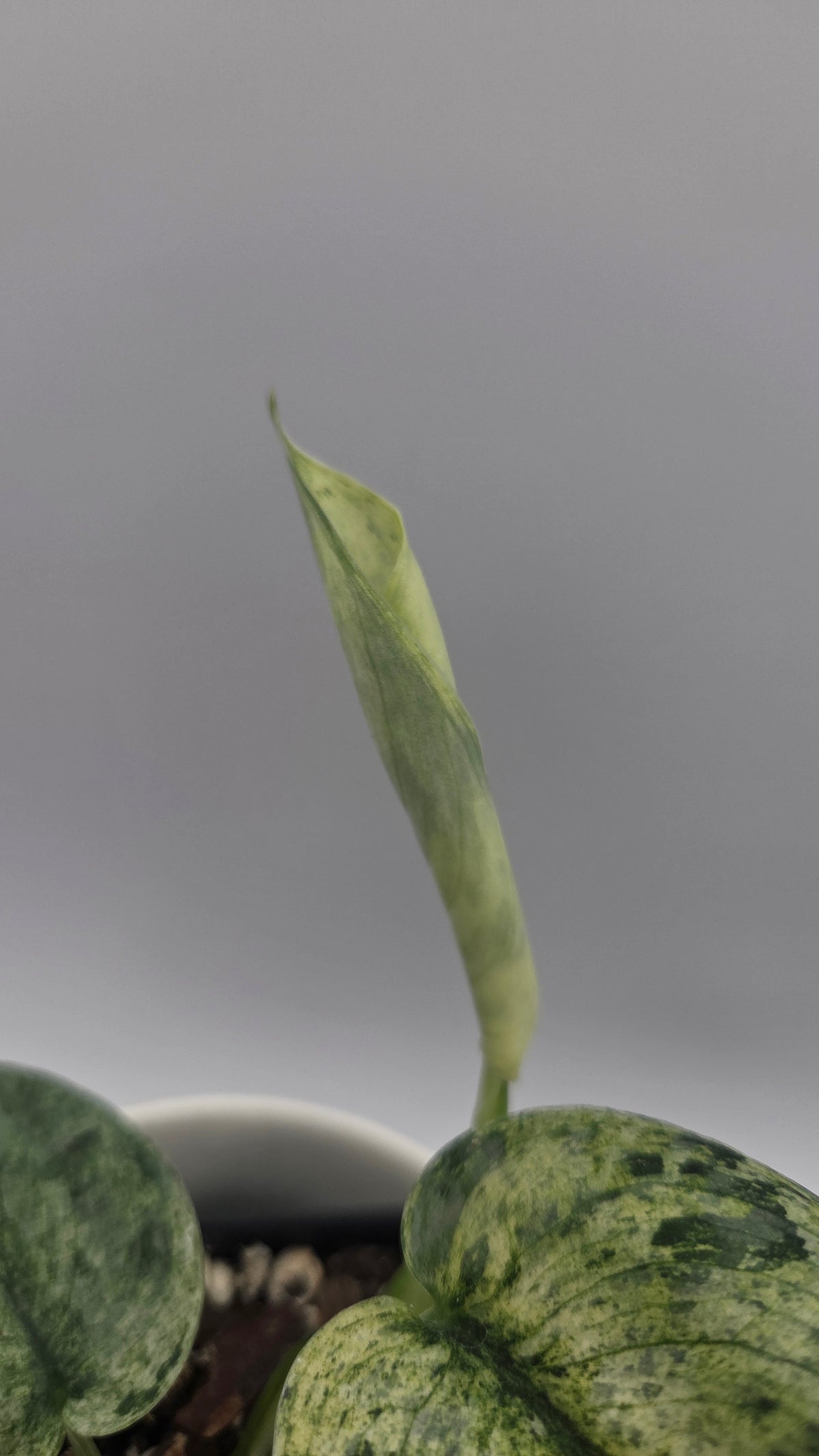 Scindapsus Silver Cloud mutation (SCI-1525)