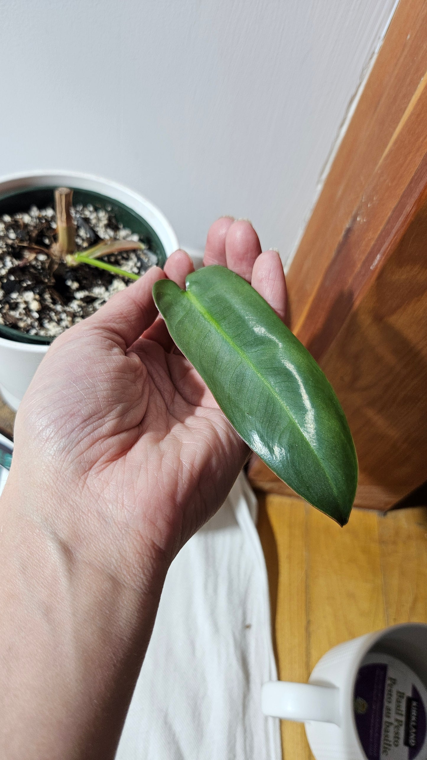 Philodendron Atabenpoense (PHI-944)