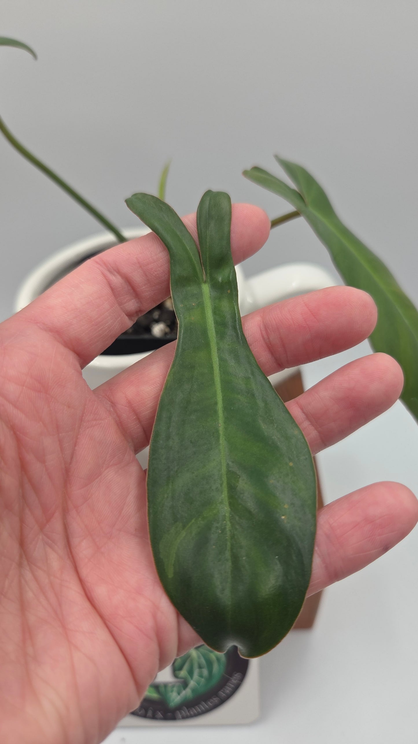 Philodendron Paradise Beauty (FloridaBeautyXParaiso Verde)(PHI-1024)