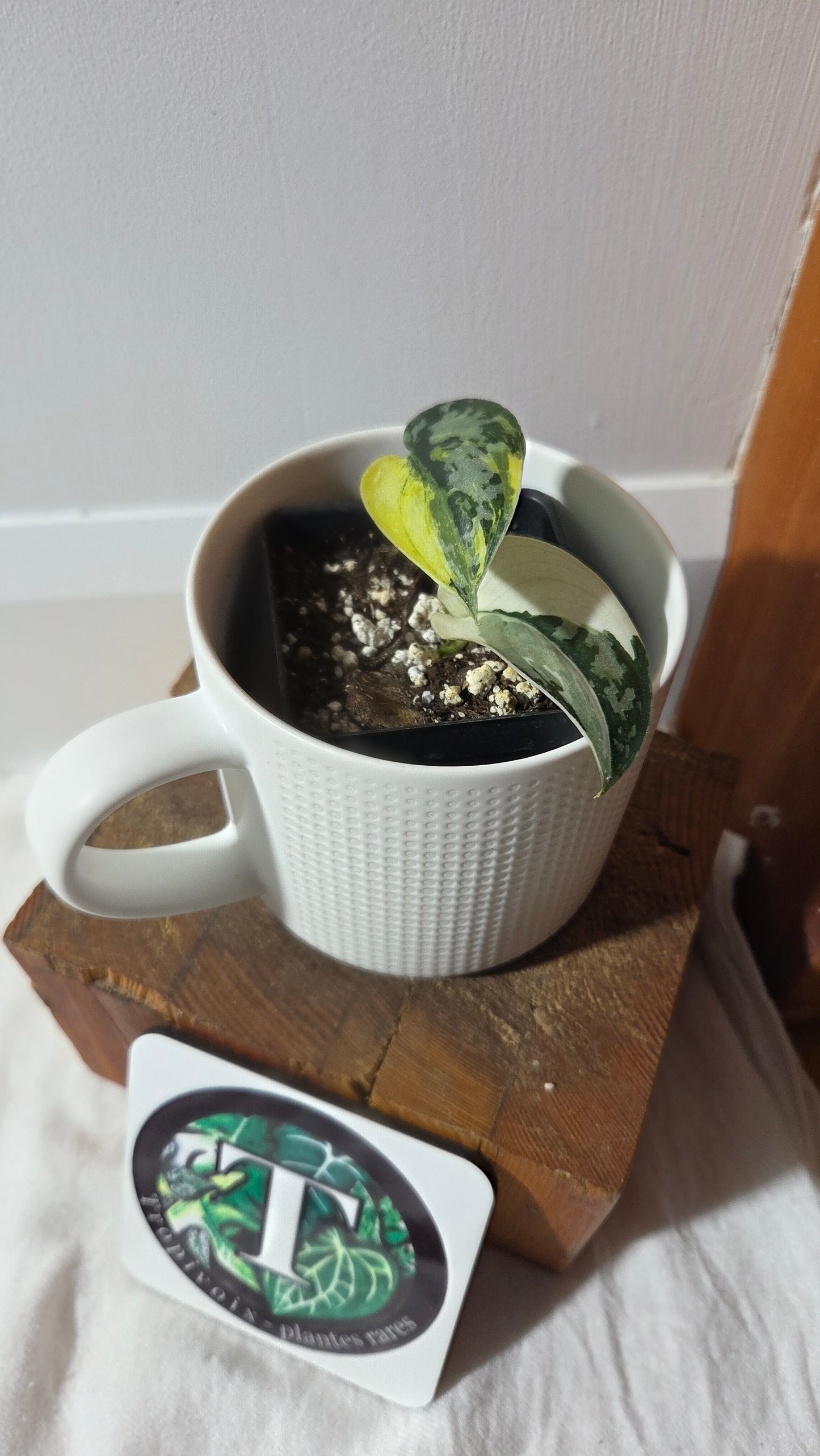 Scindapsus Mayari (SCI-1356)