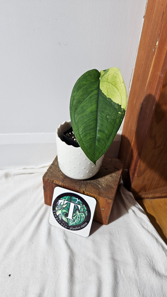 Syngonium Chiapense Albo (SYN-452)