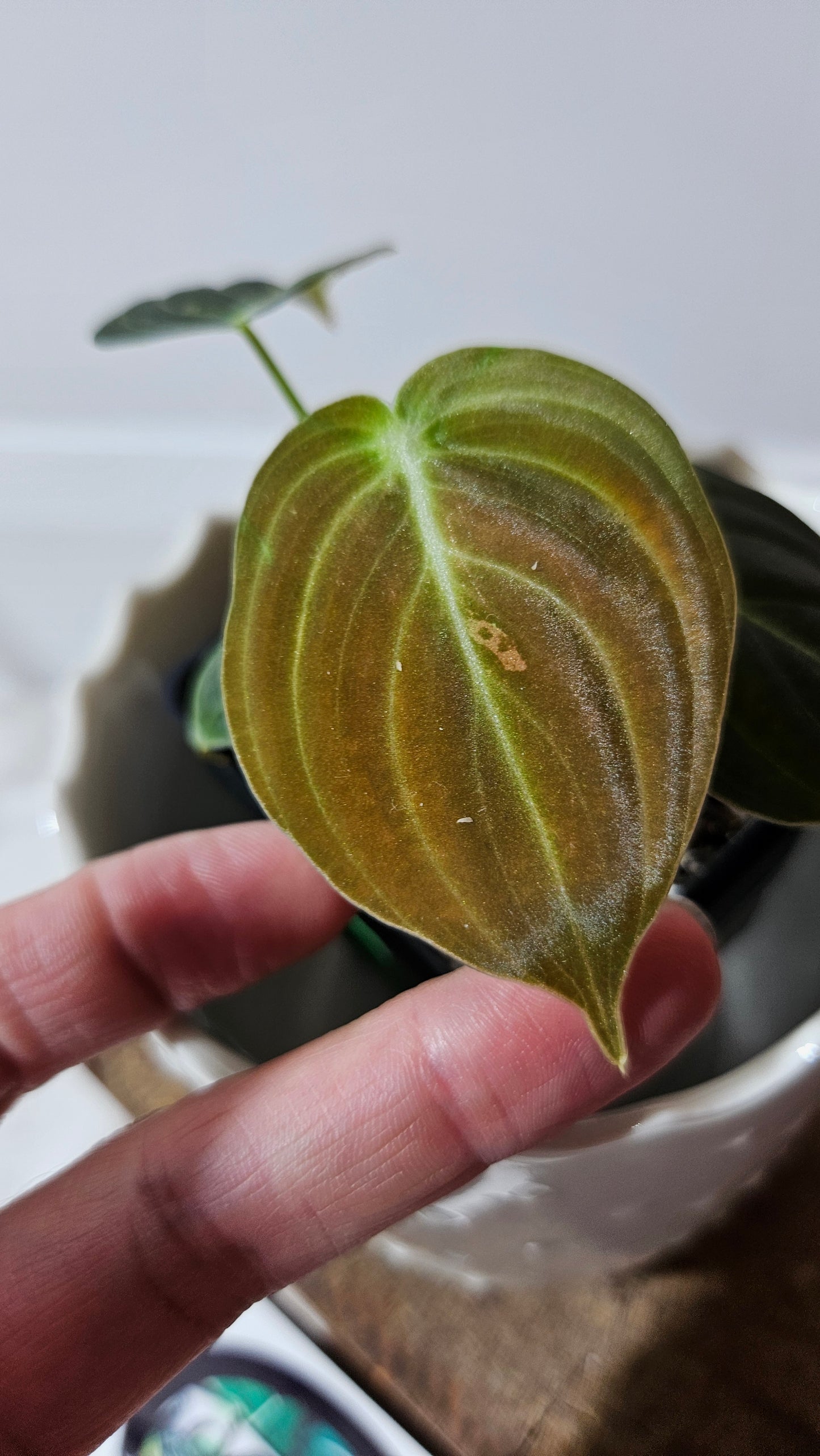 Philodendron Melanochrysum Variegata (PHI-551)