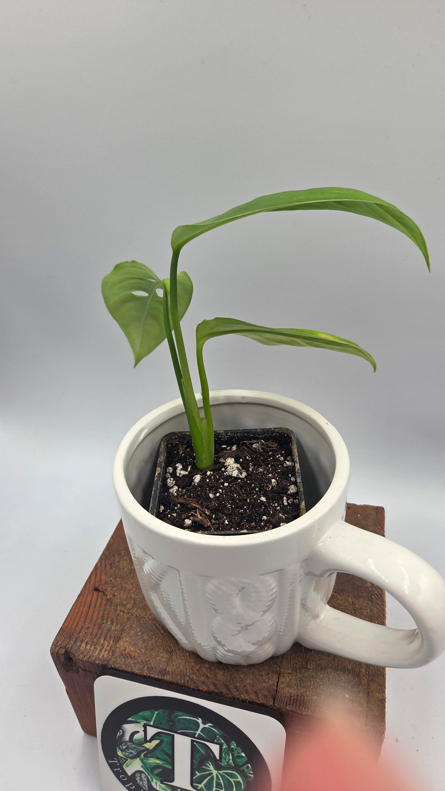 Monstera Esqueletto (MON-097)